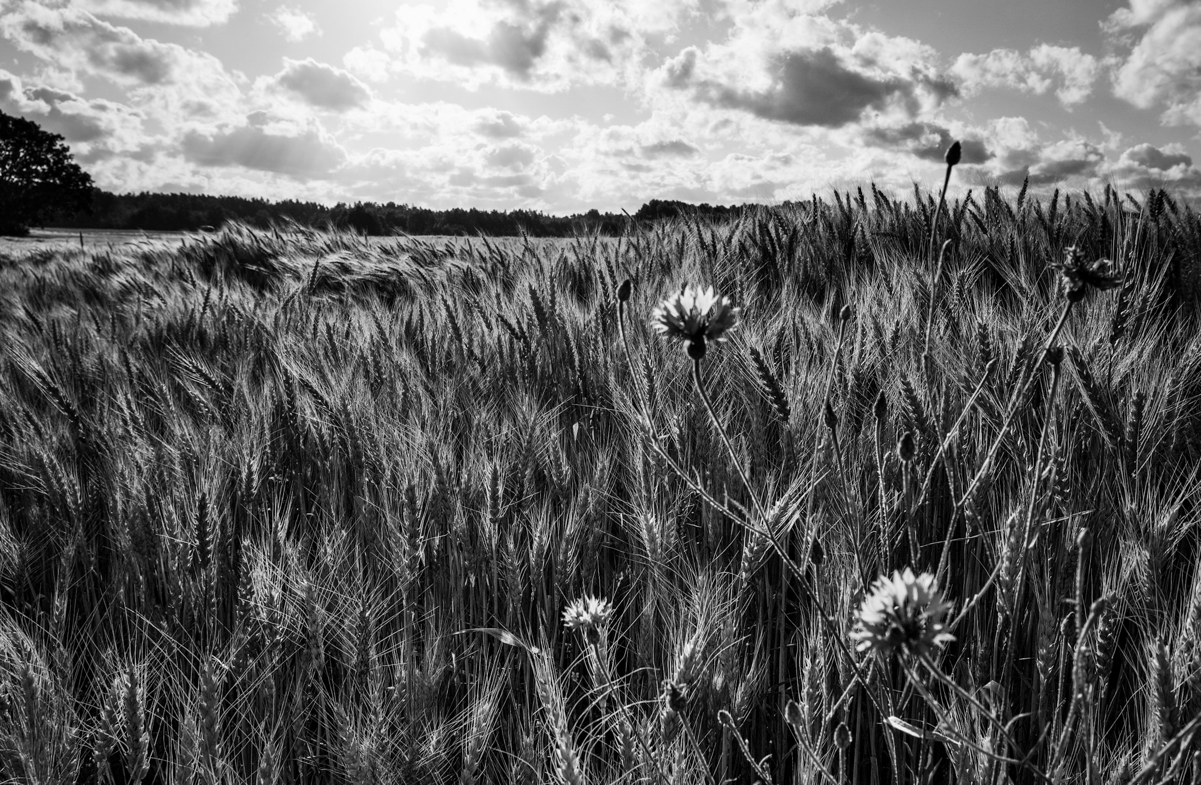 Shadow play in the cereal field