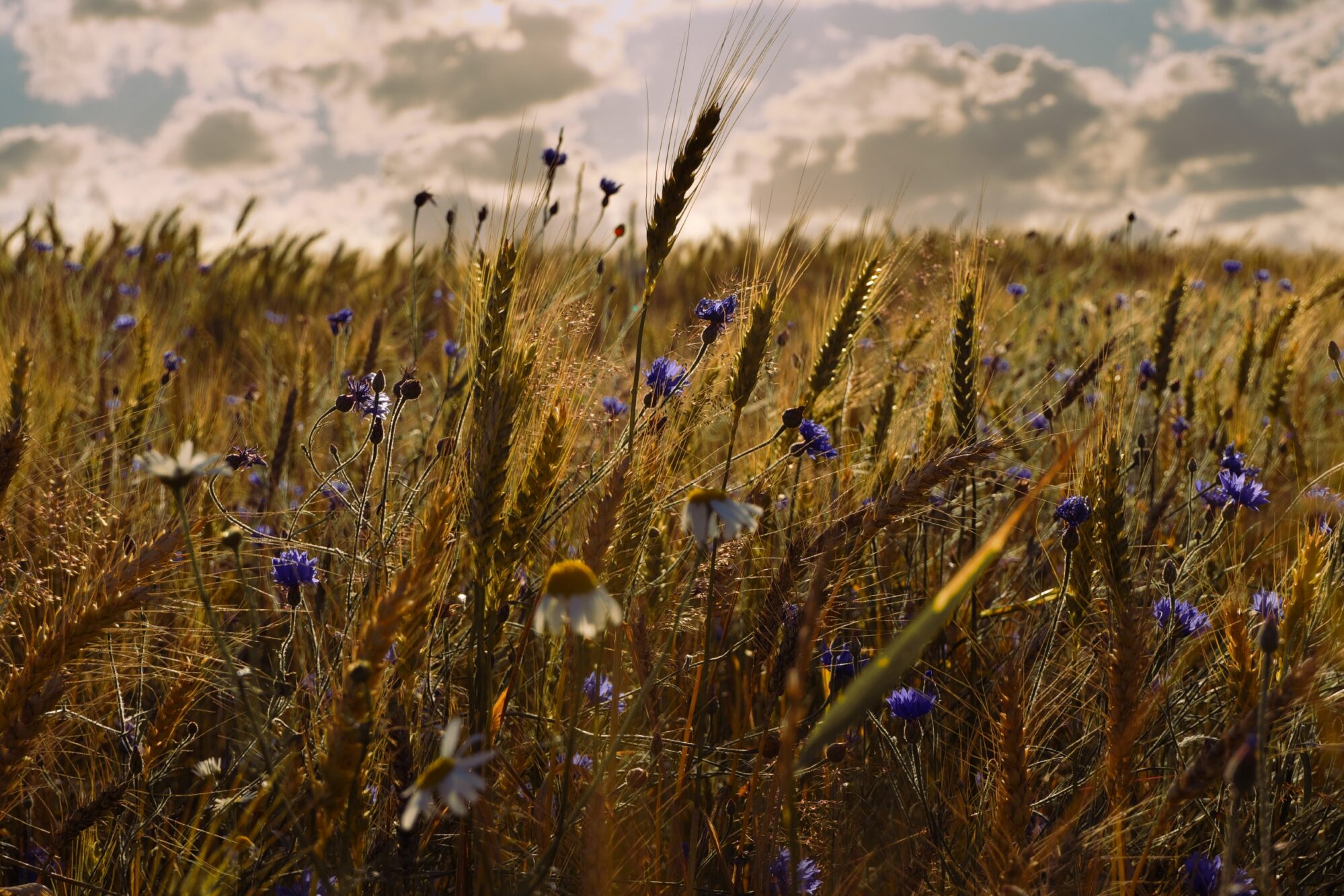 Summer in the meadow