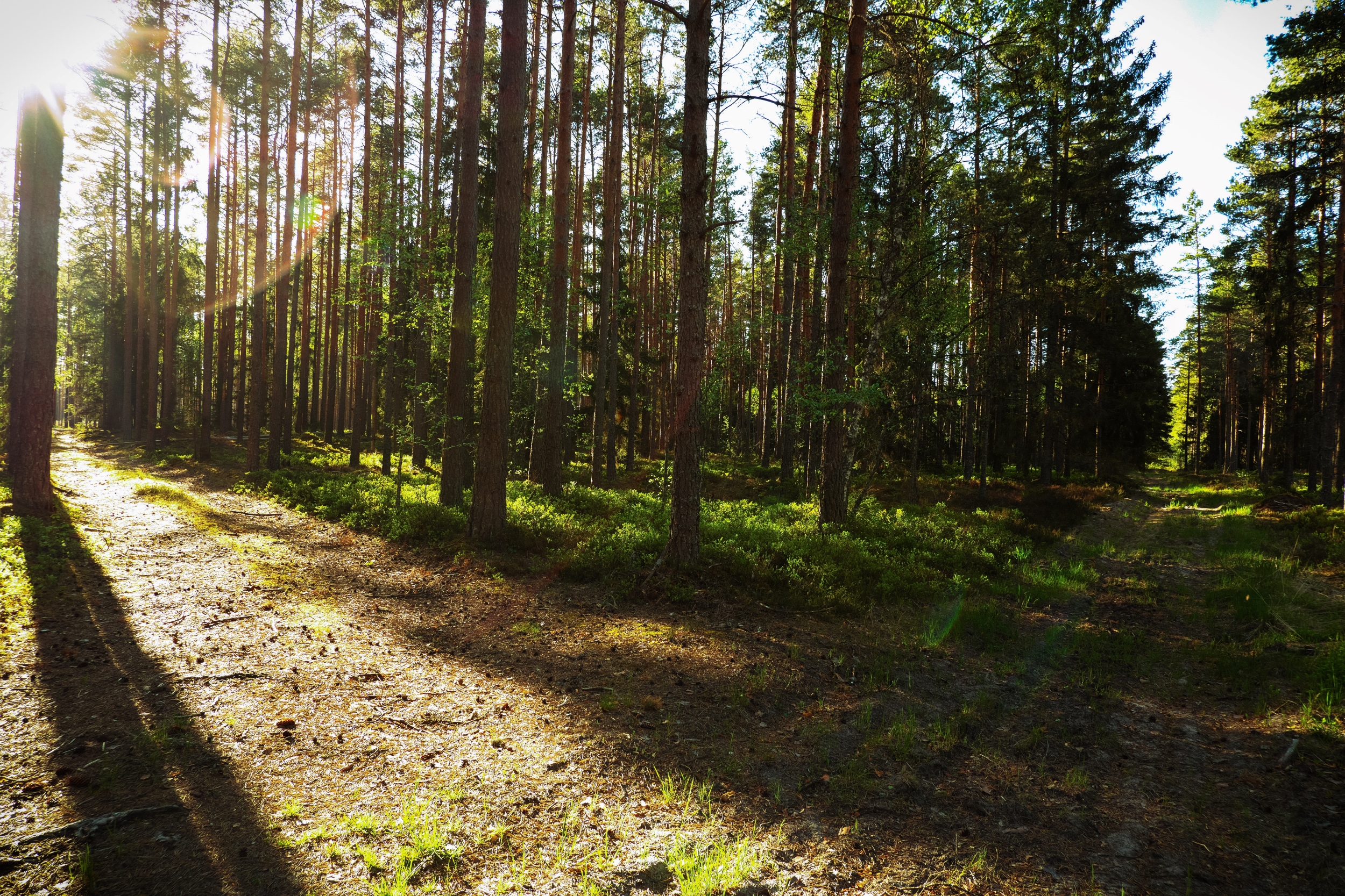 Forest roads