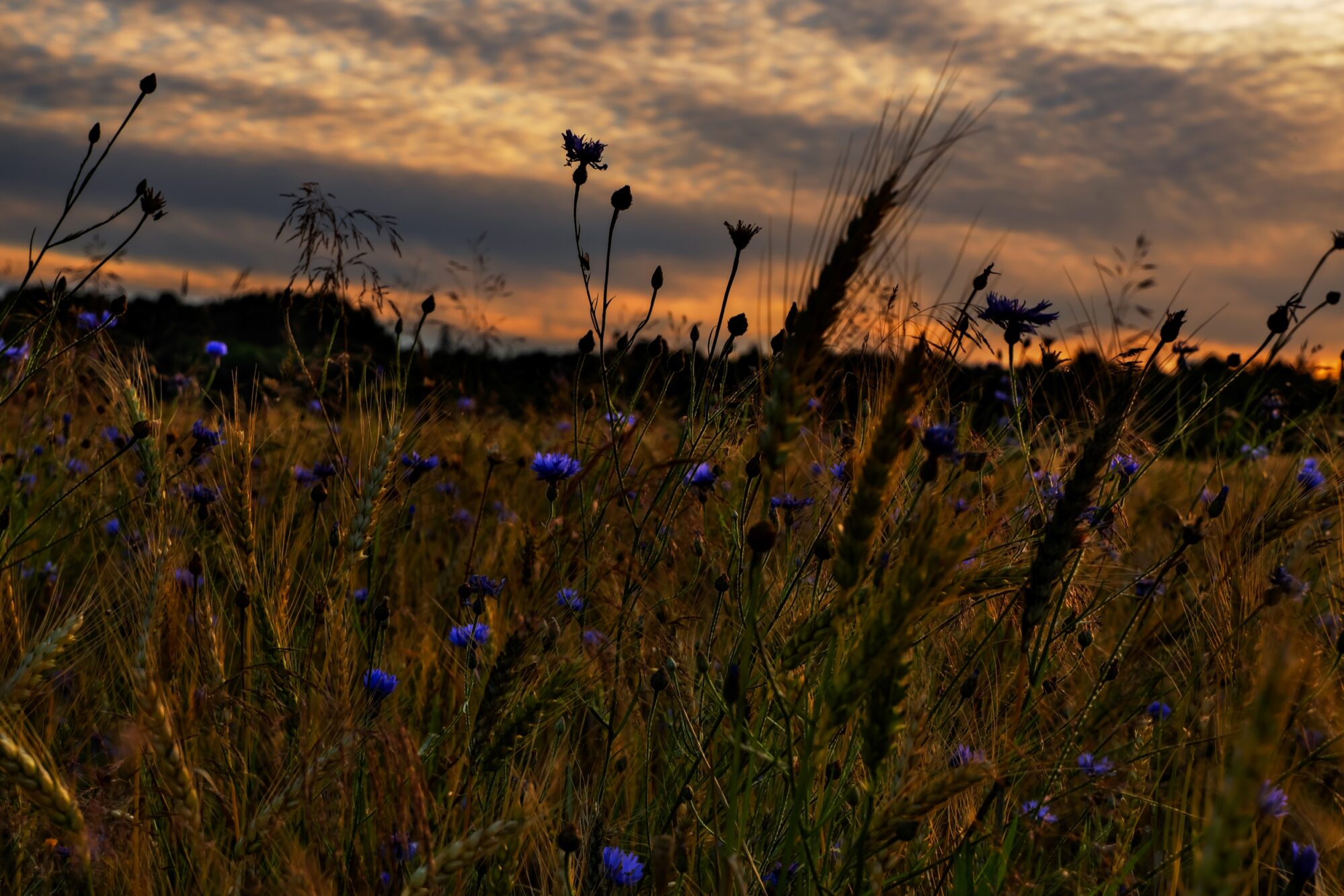 Summer nature photo