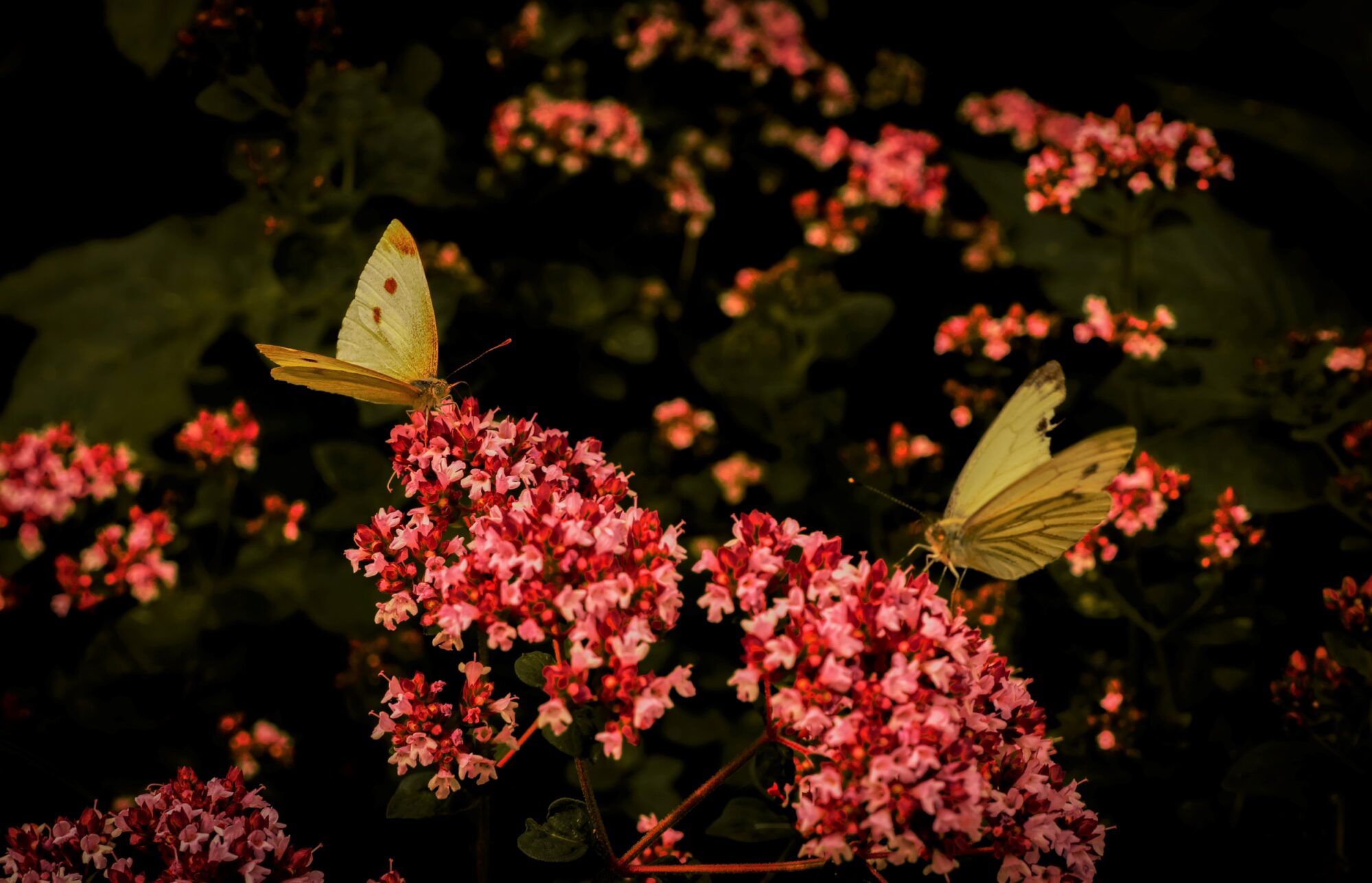 Two butterflies