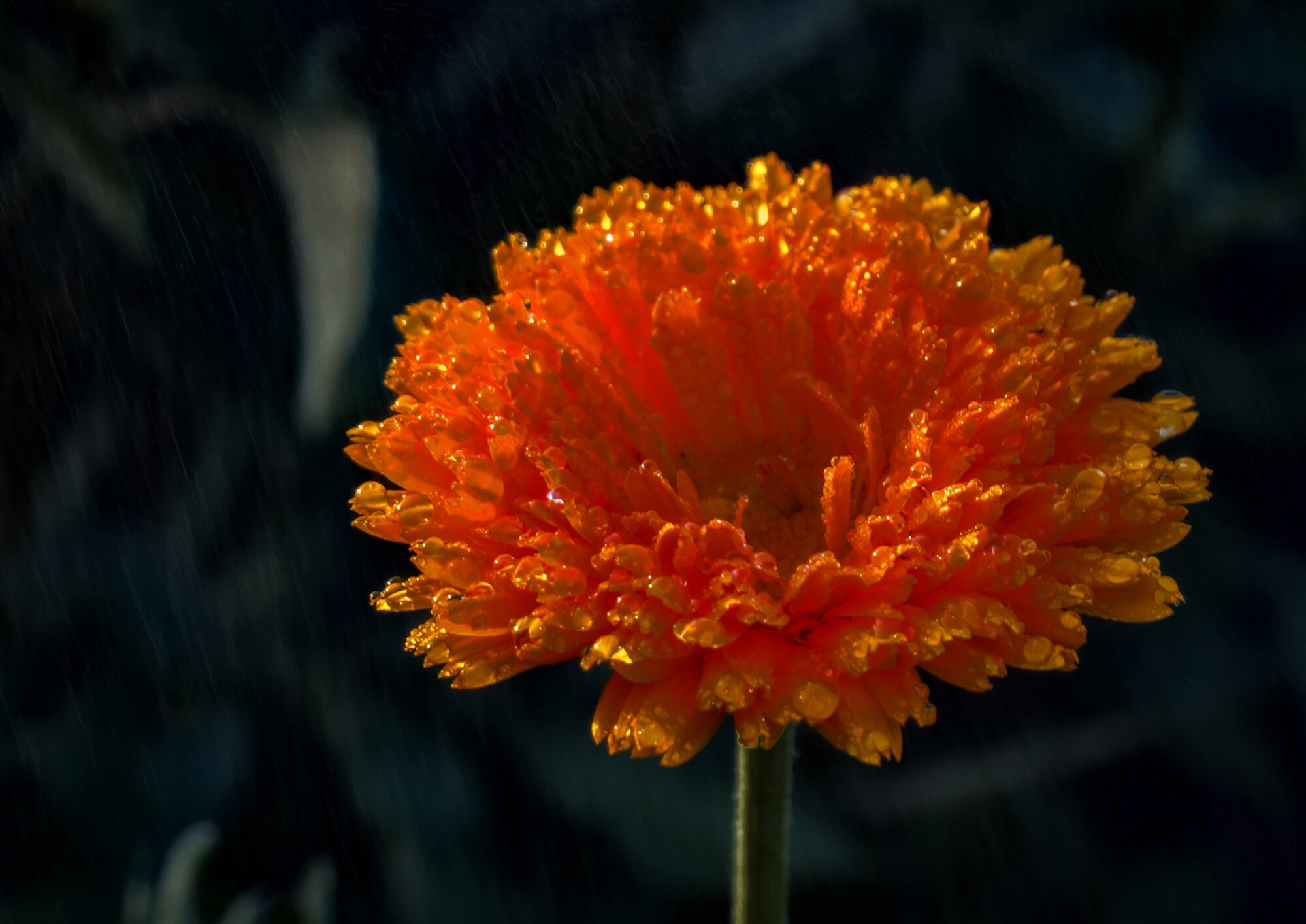 Flower in rain