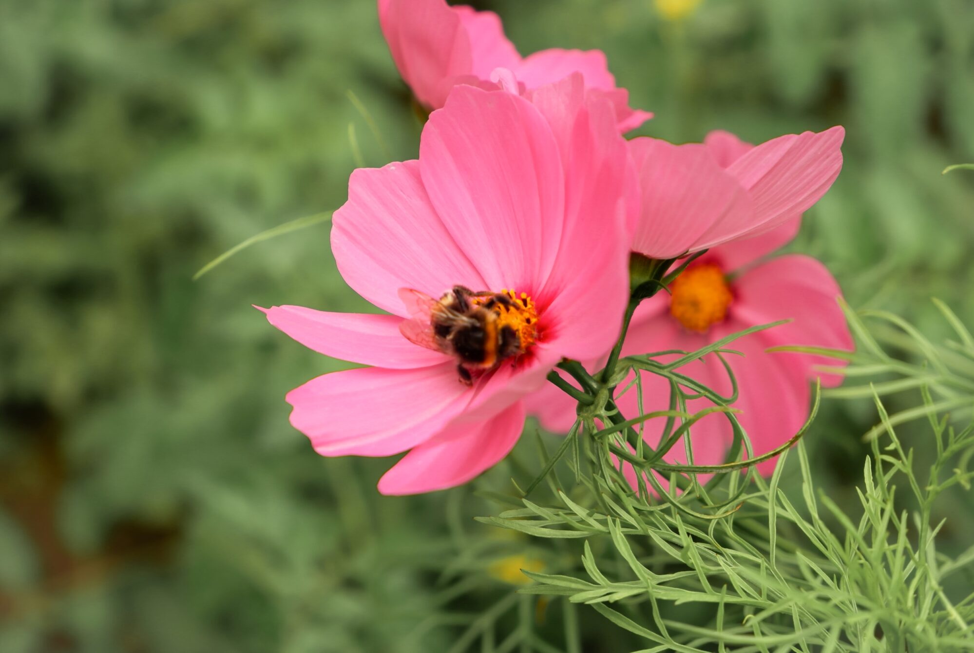 Cosmos flower