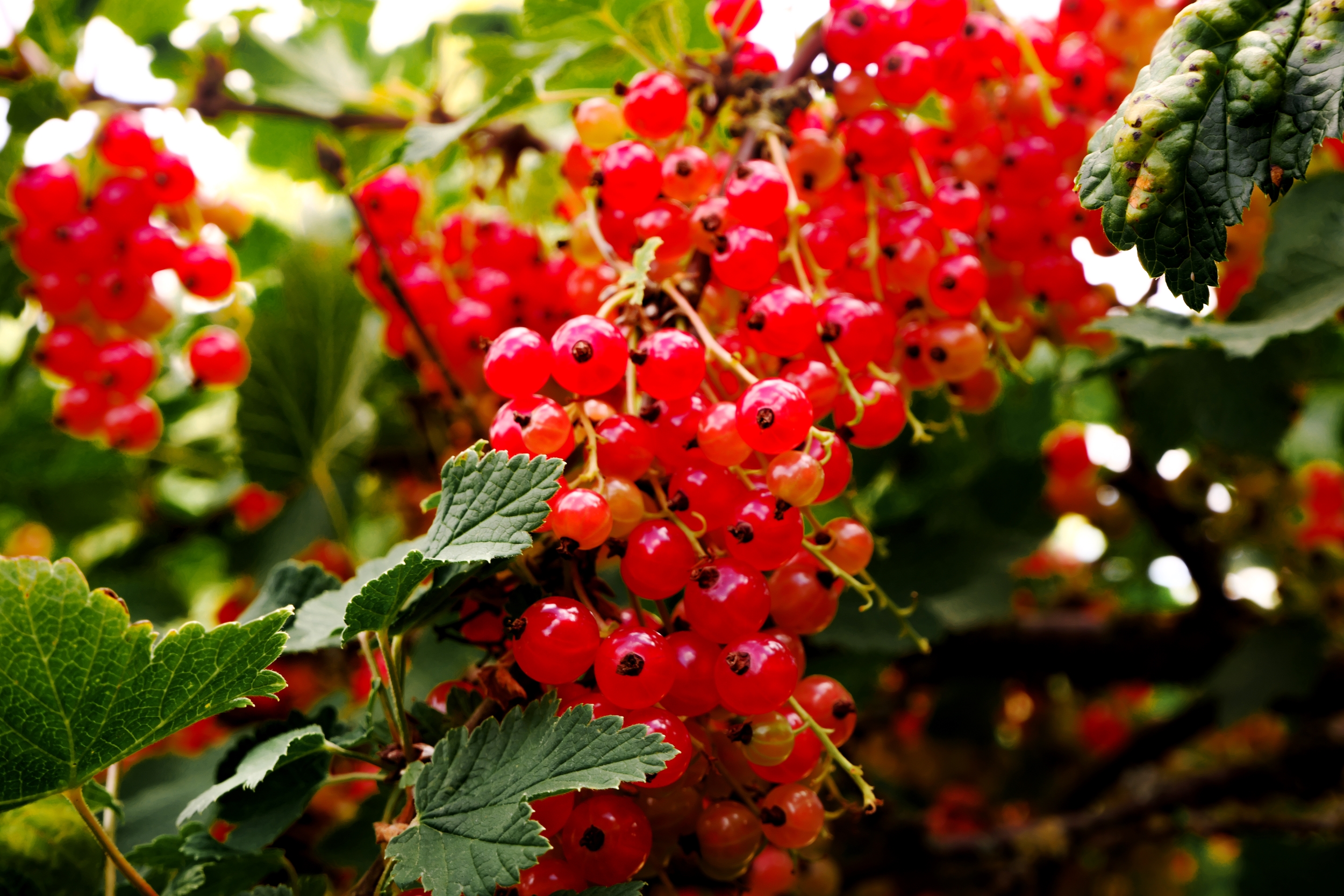 Red currants