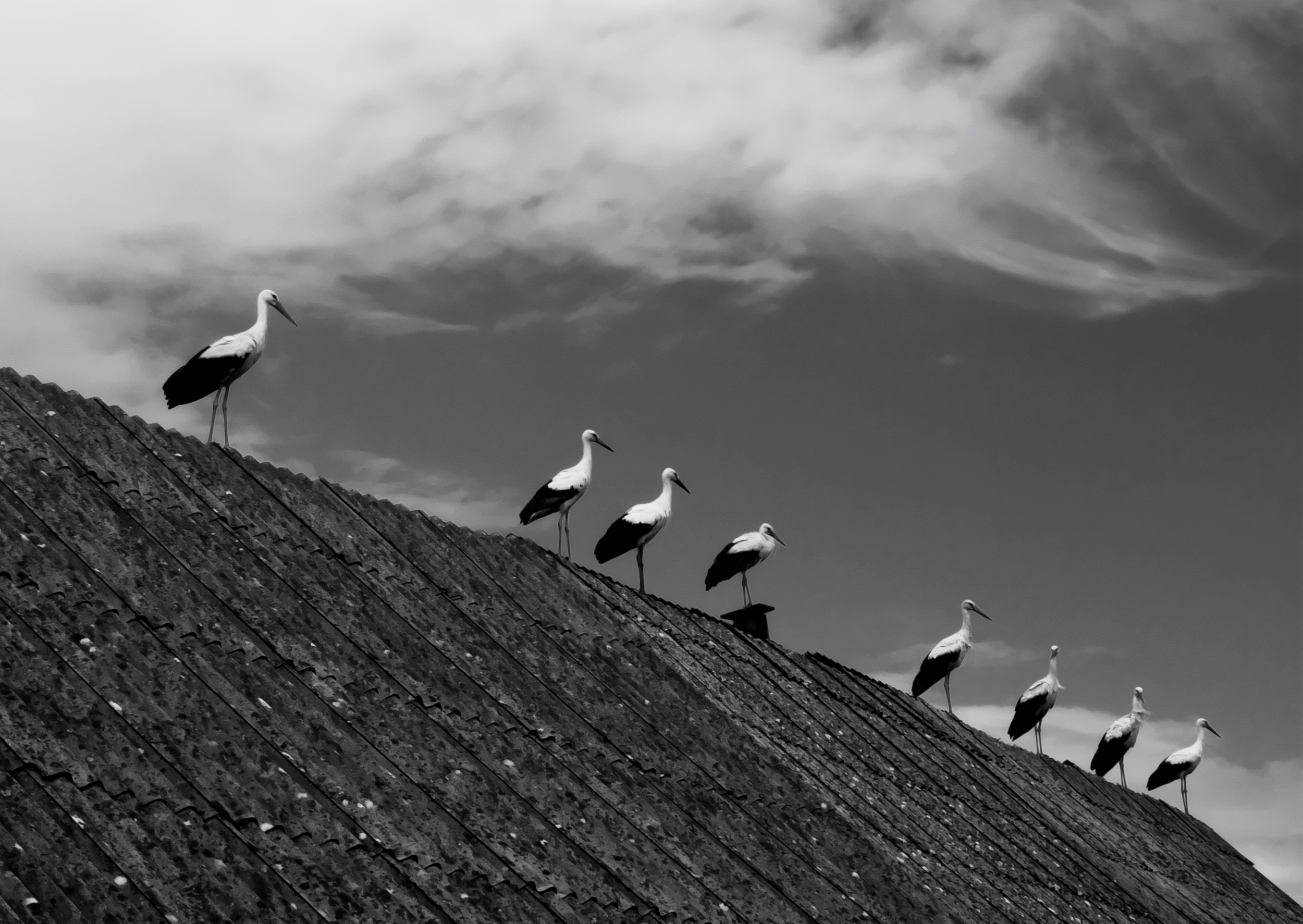 Storks