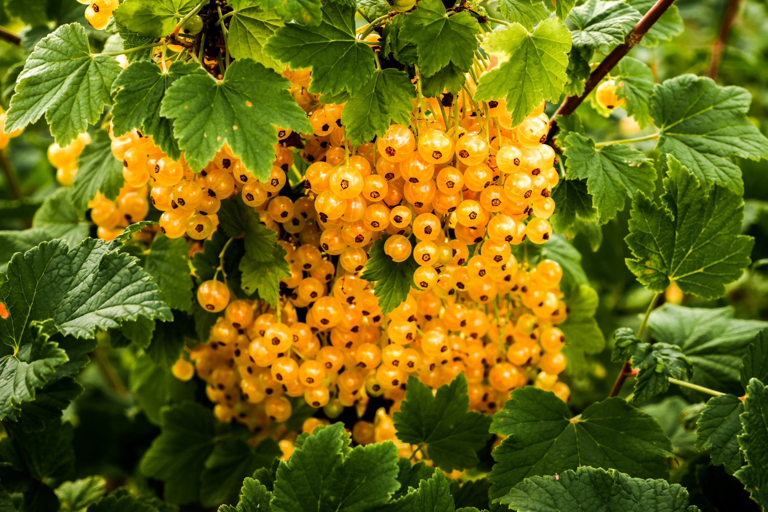 White currants