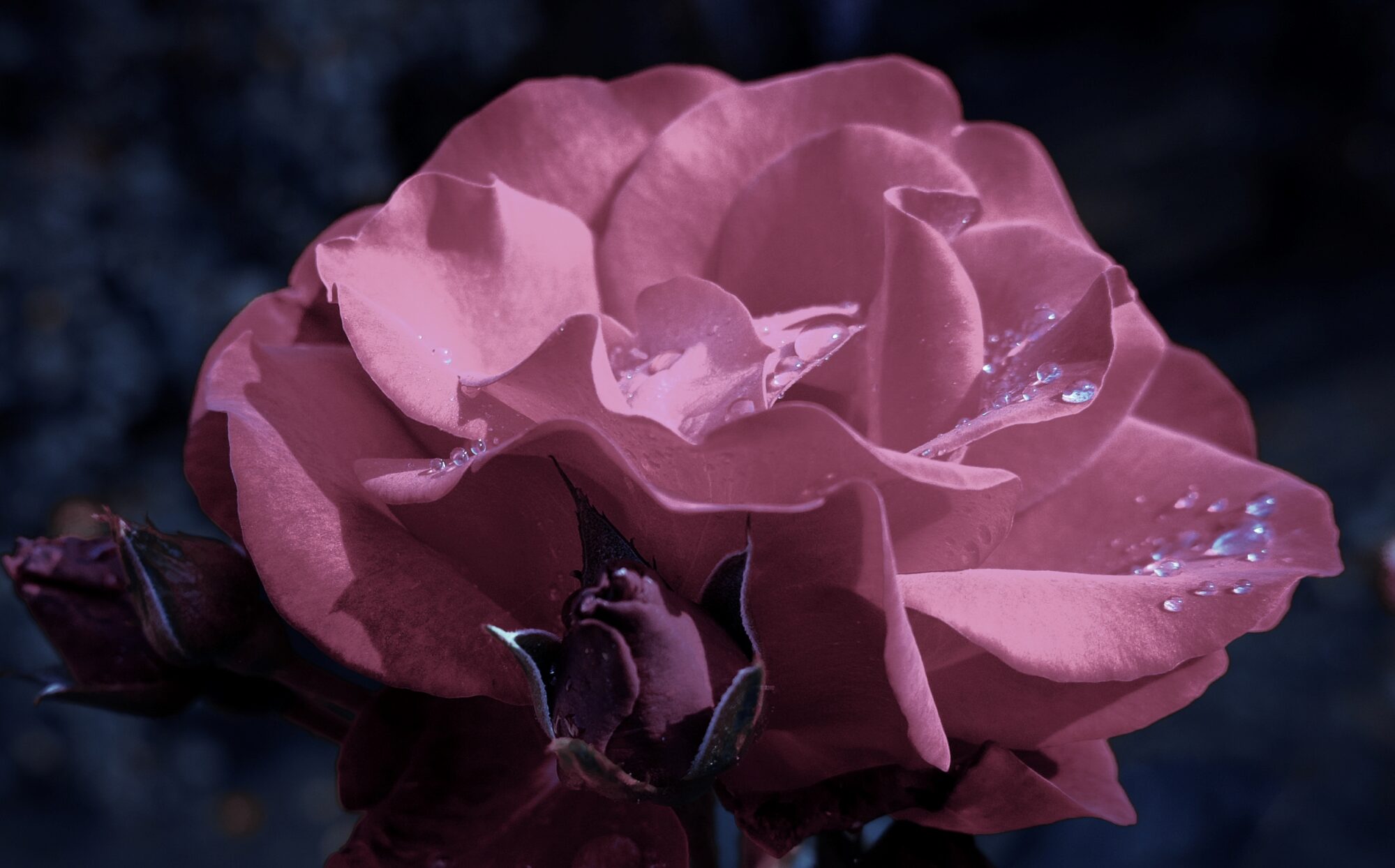 Autumn flowers