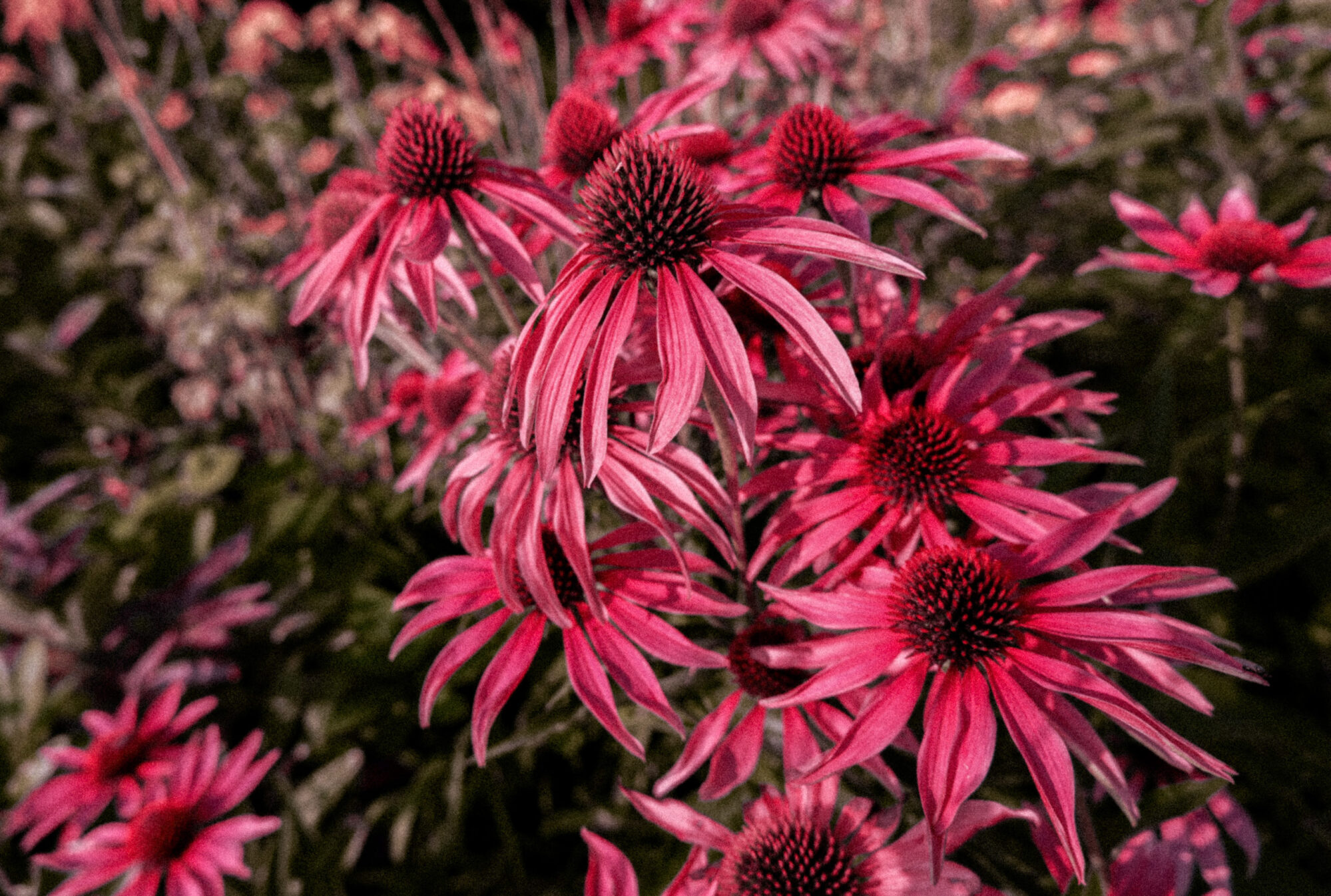 Autumn flowers