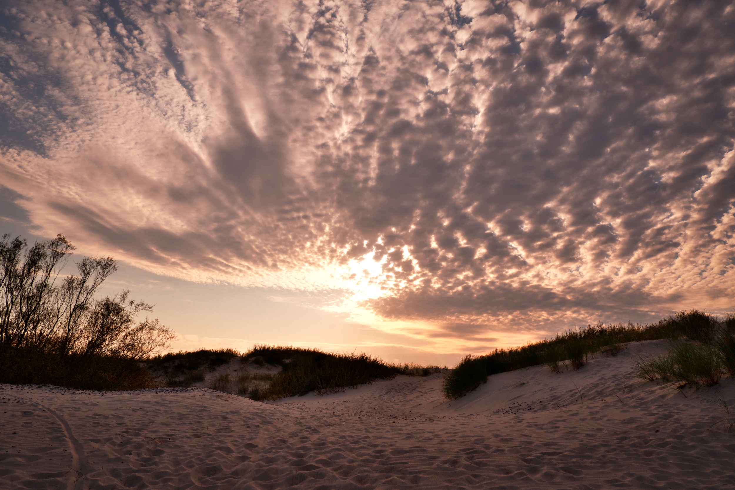 Golden evening