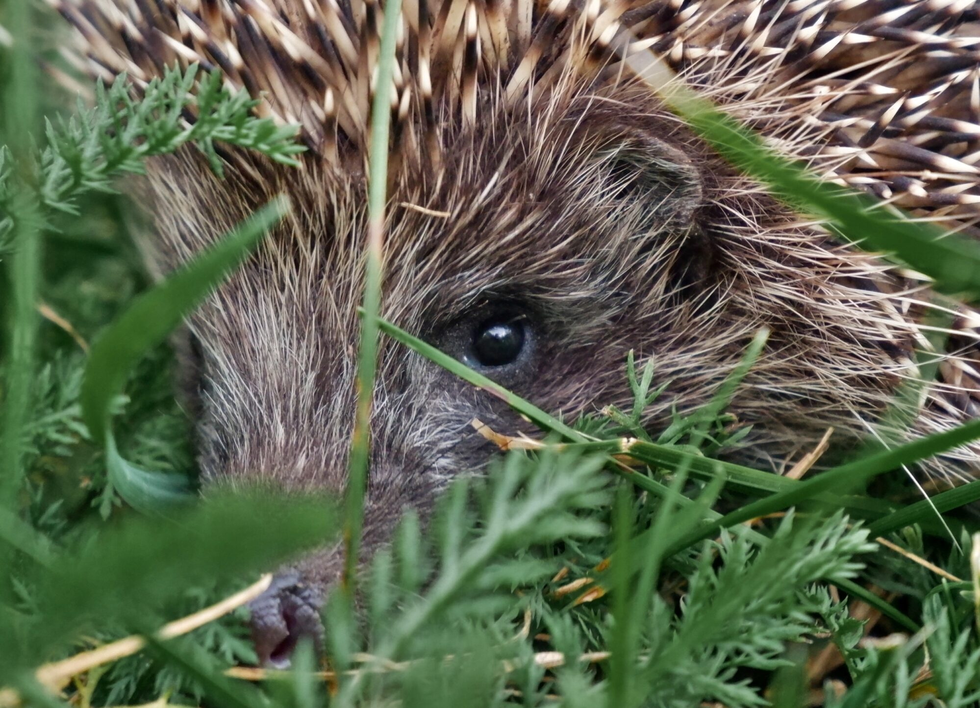 Hedgehog_