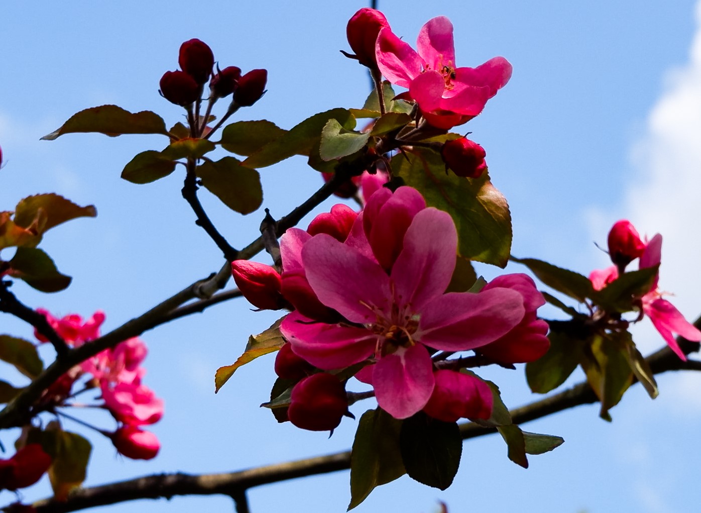 Apple tree blossom