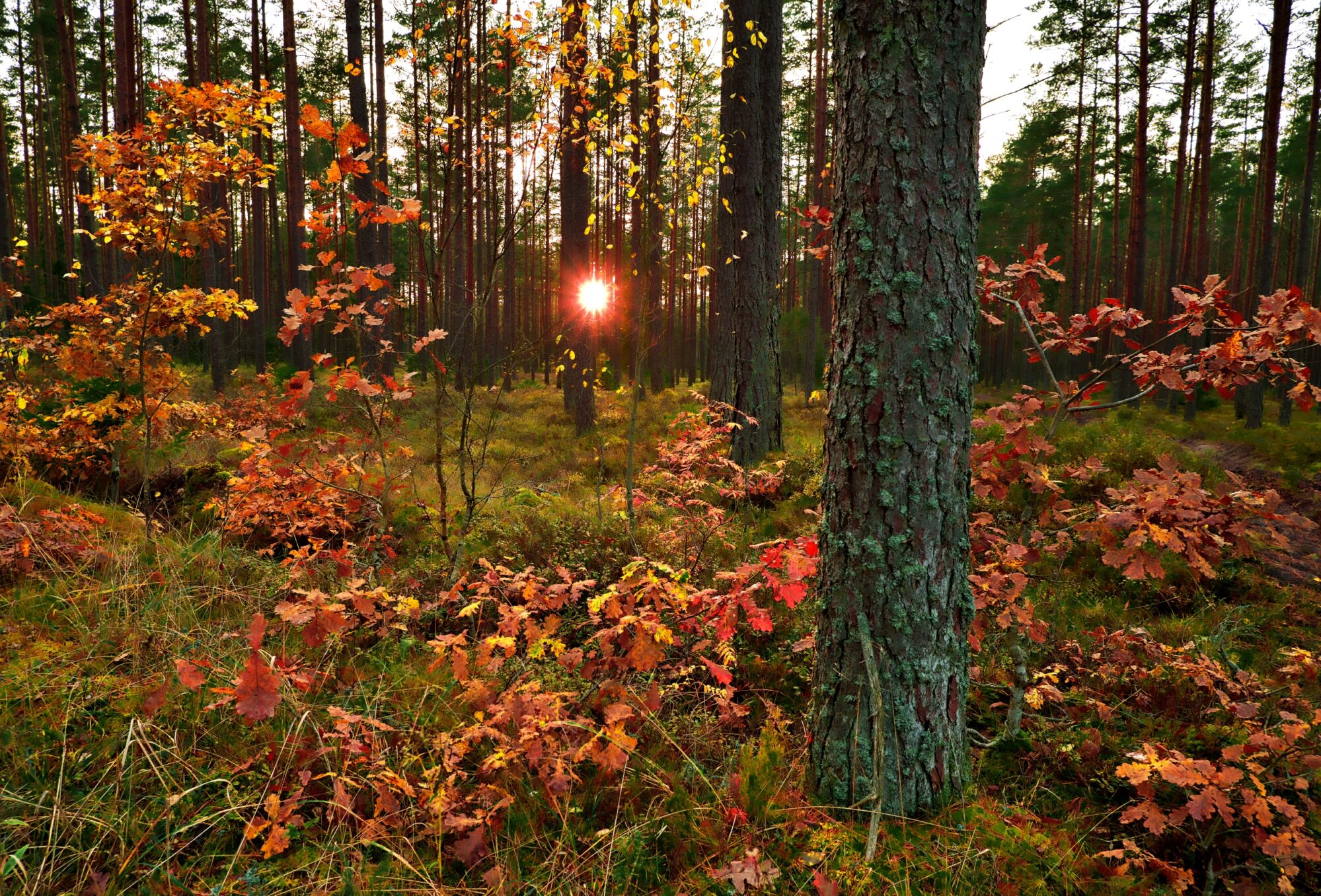 Autumn evening in the forest