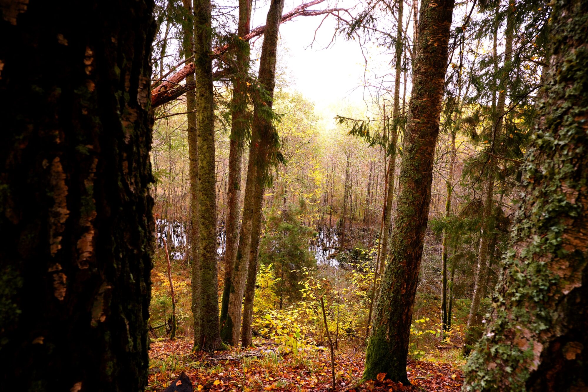 Autumn in the forest