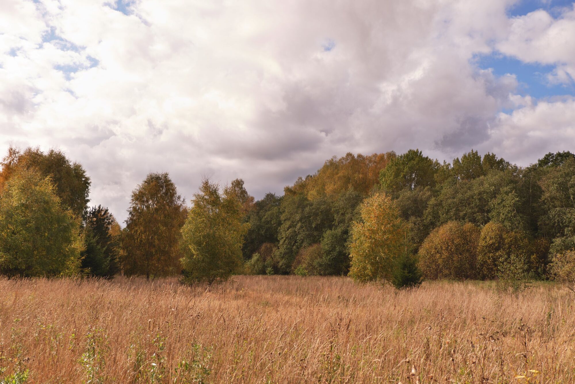 Autumn landscape