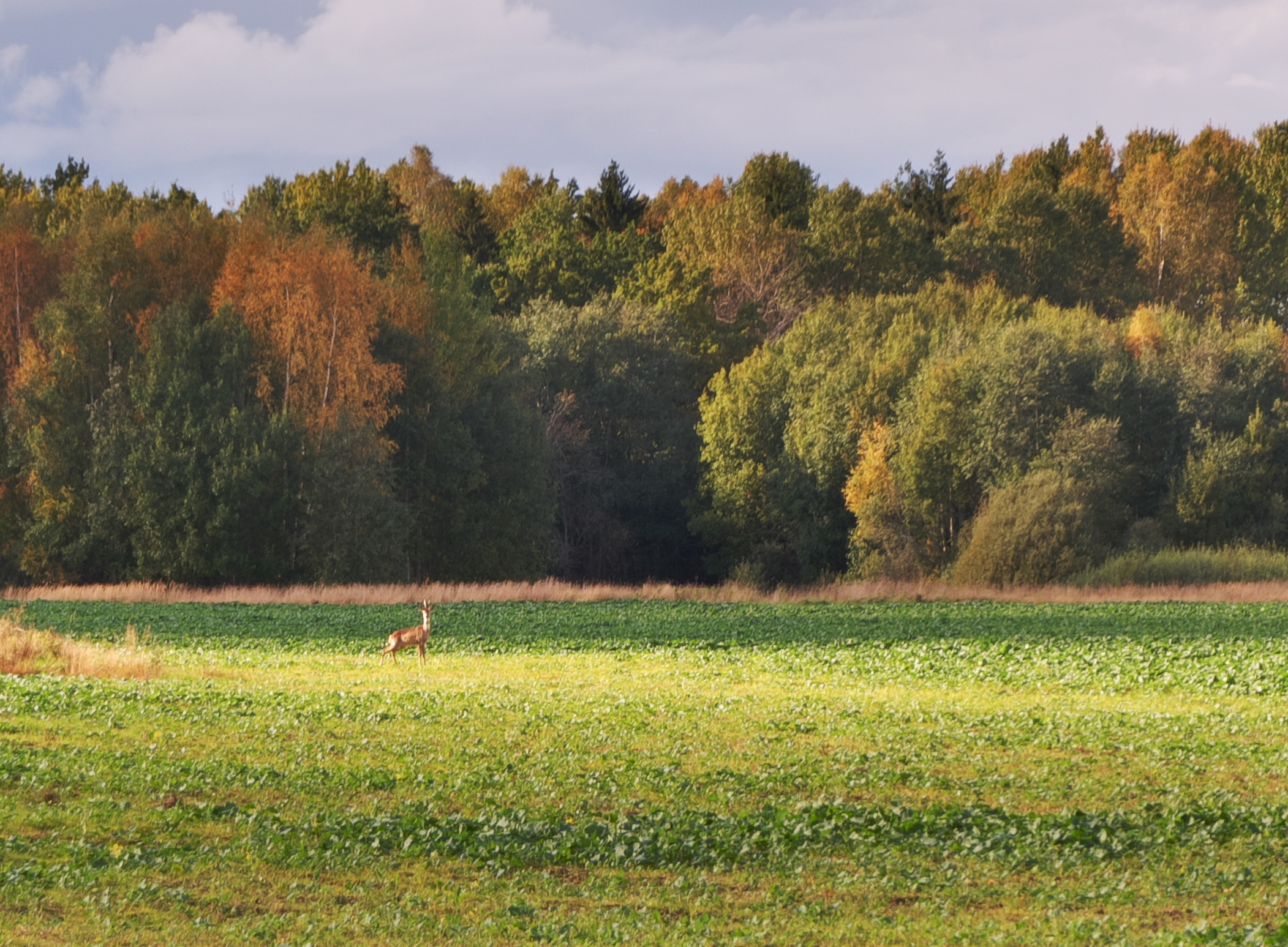 Autumn landscape