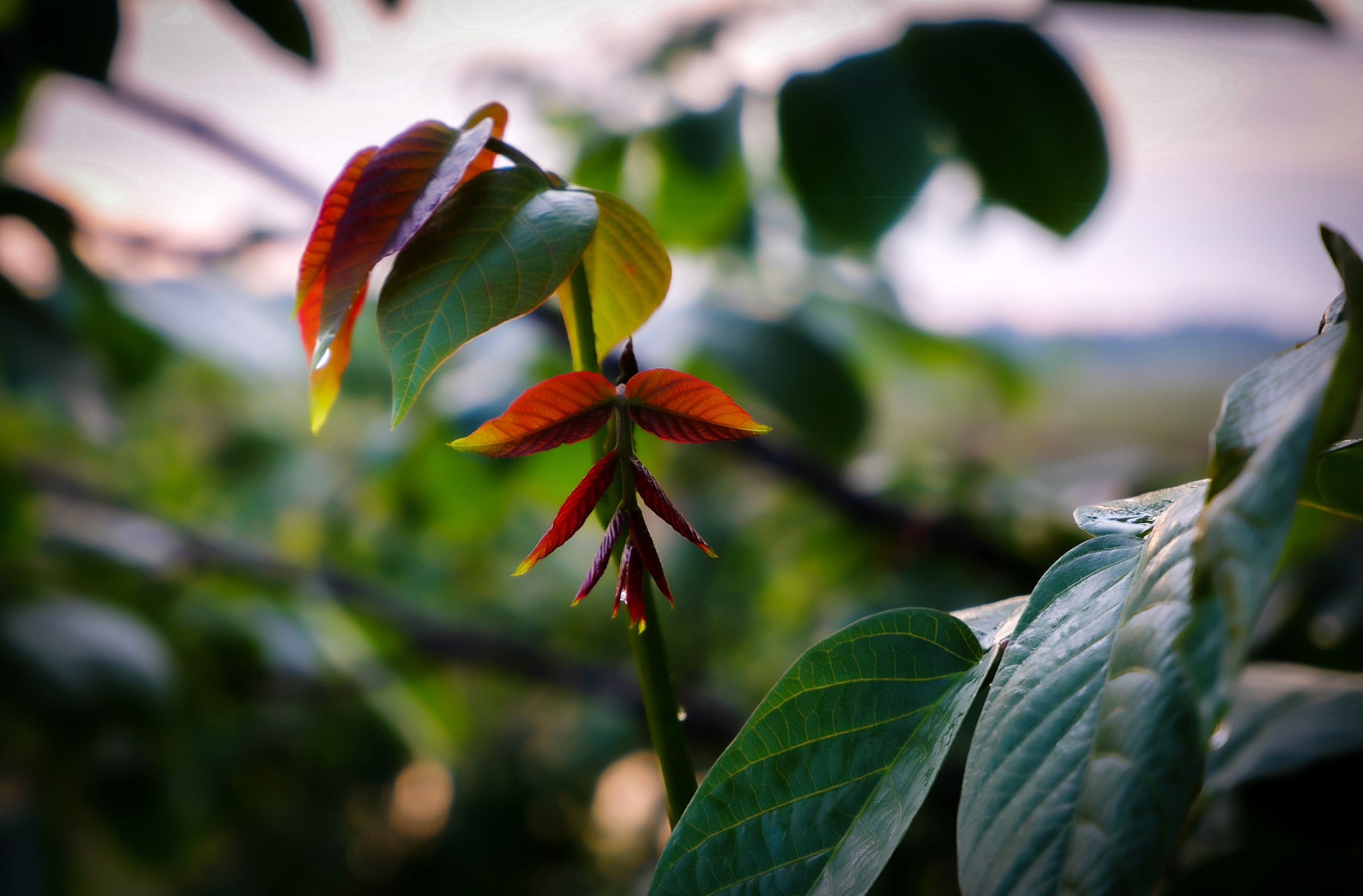 Plant with coloured leaves