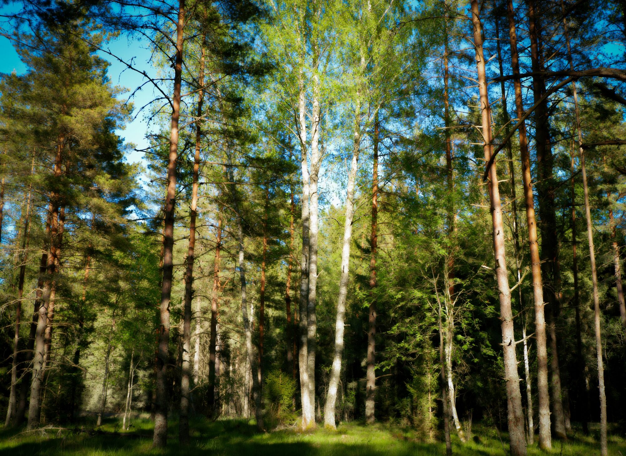 Forest landscape