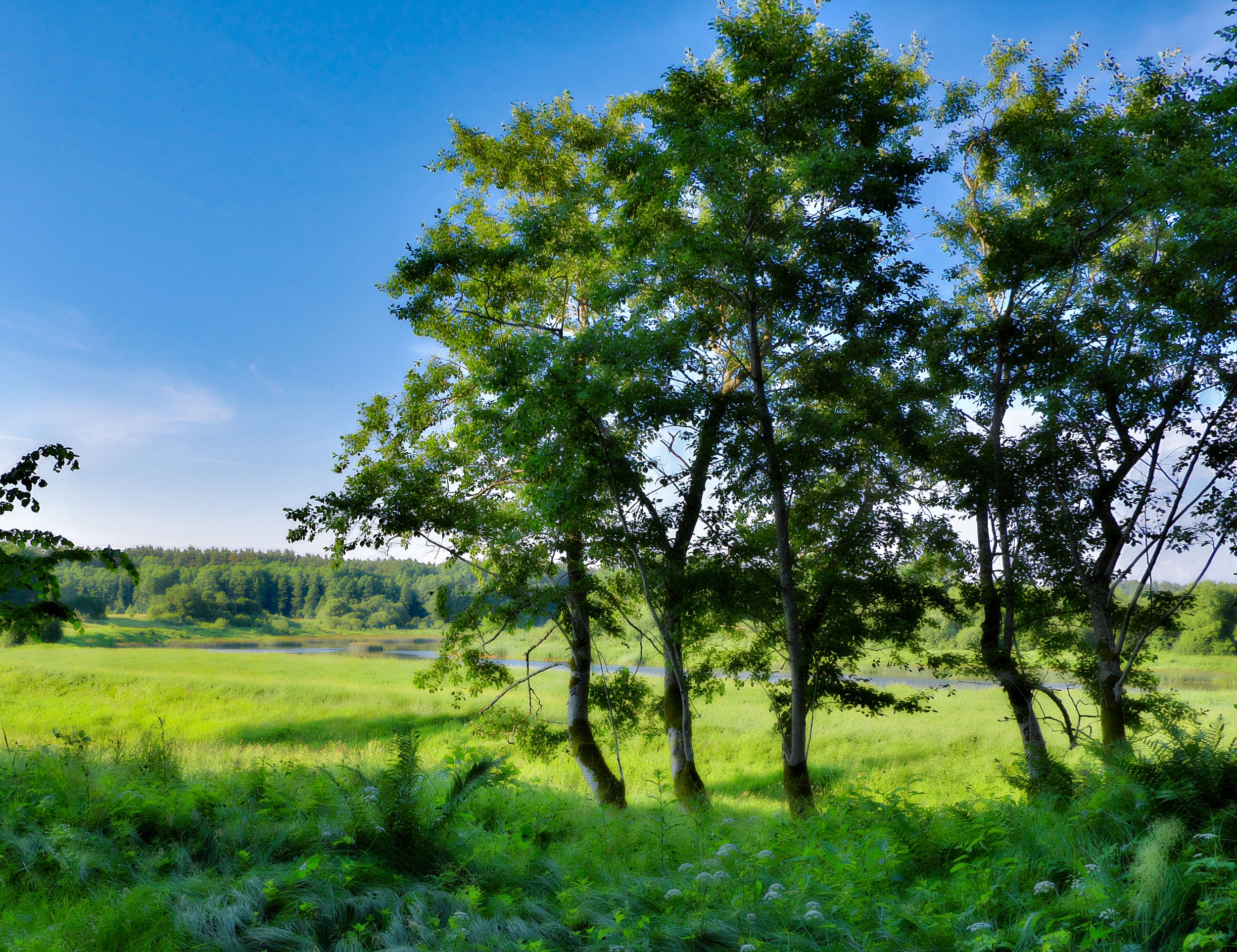 Creative nature photography-Summer landscape