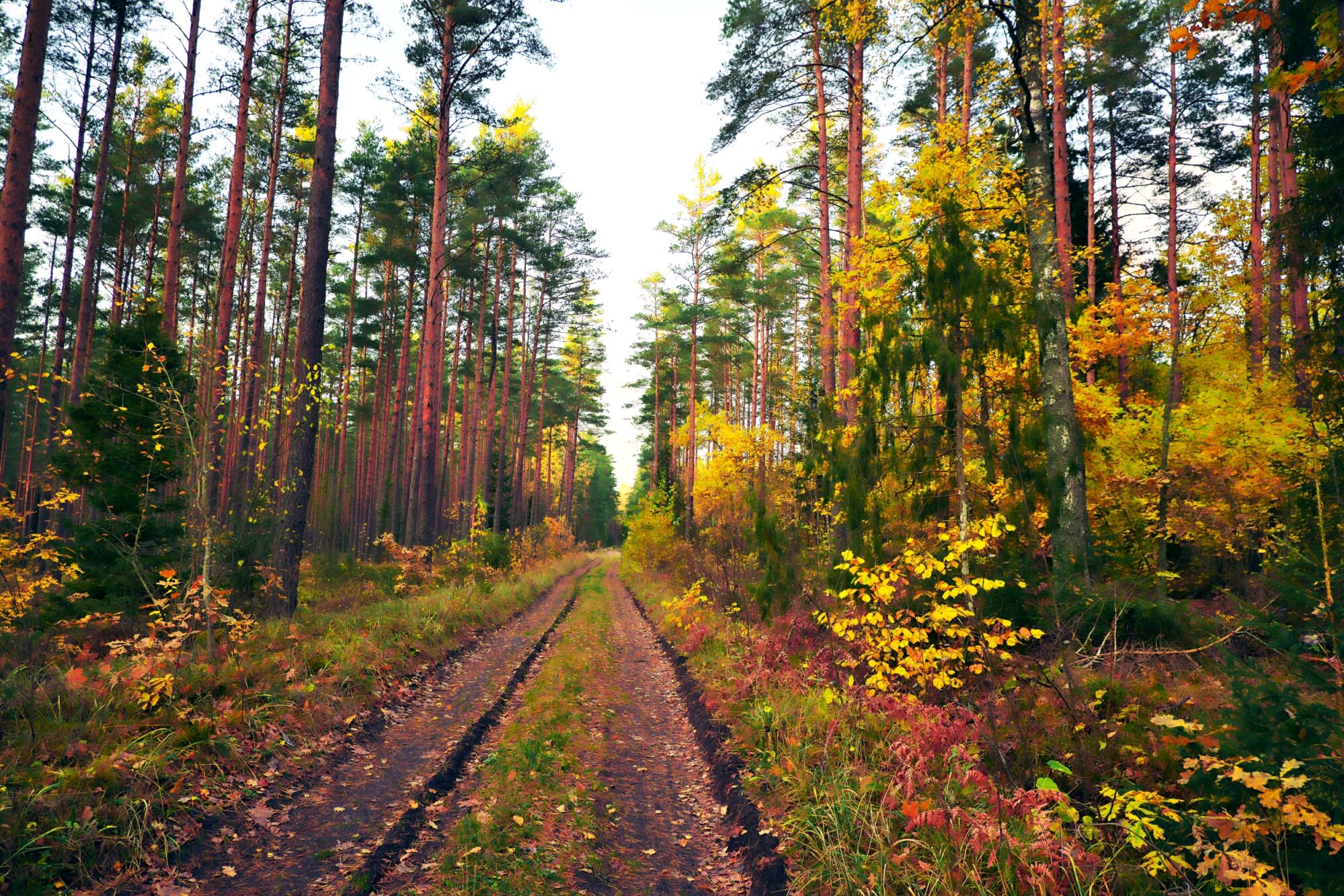 Walk in the woods