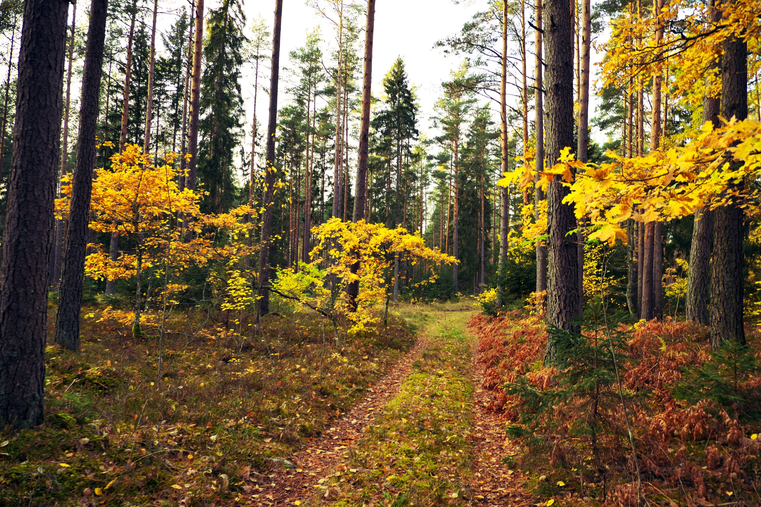 Walk in the woods