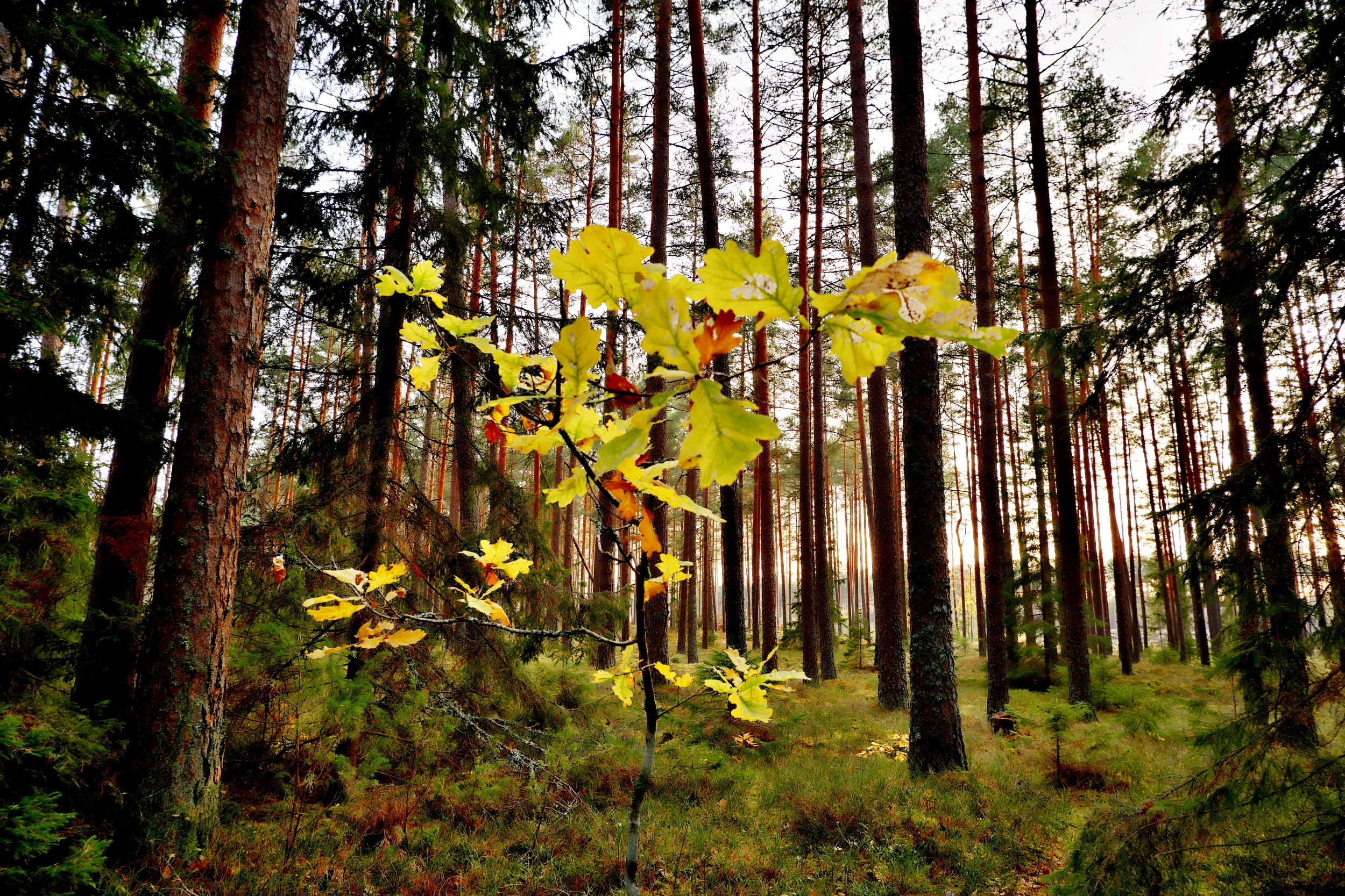 Walk in the woods