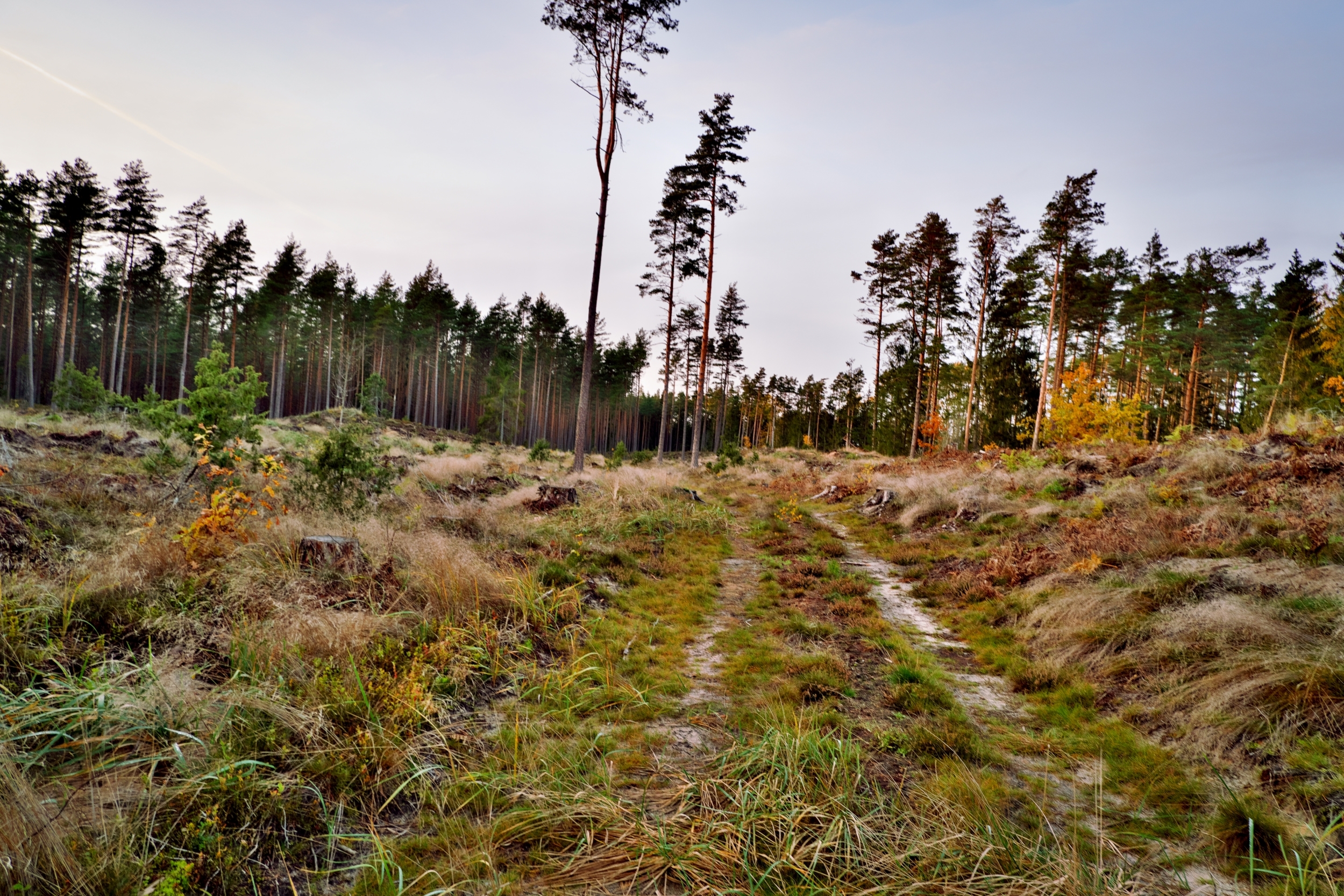 Walk in the woods