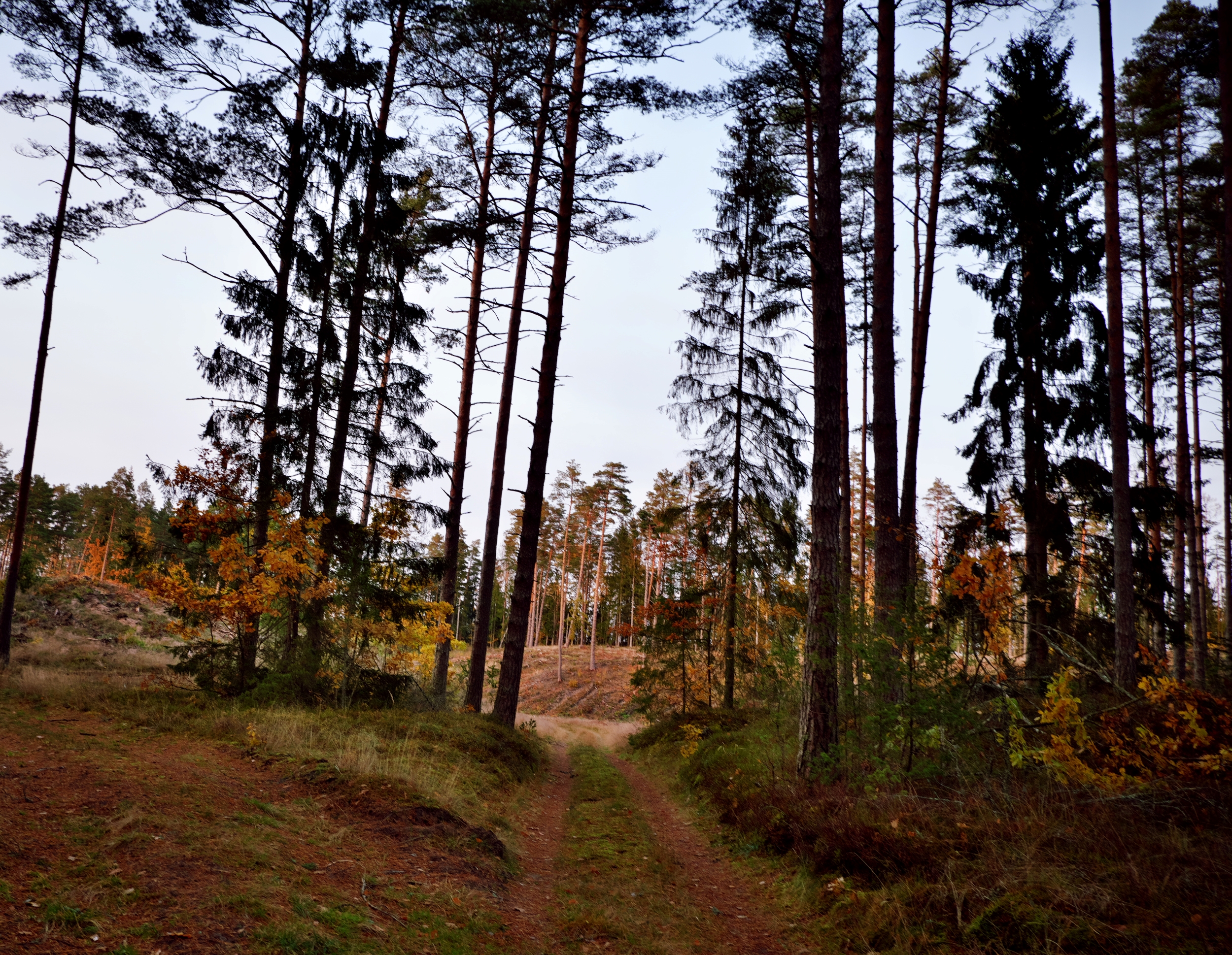 Walk in the woods