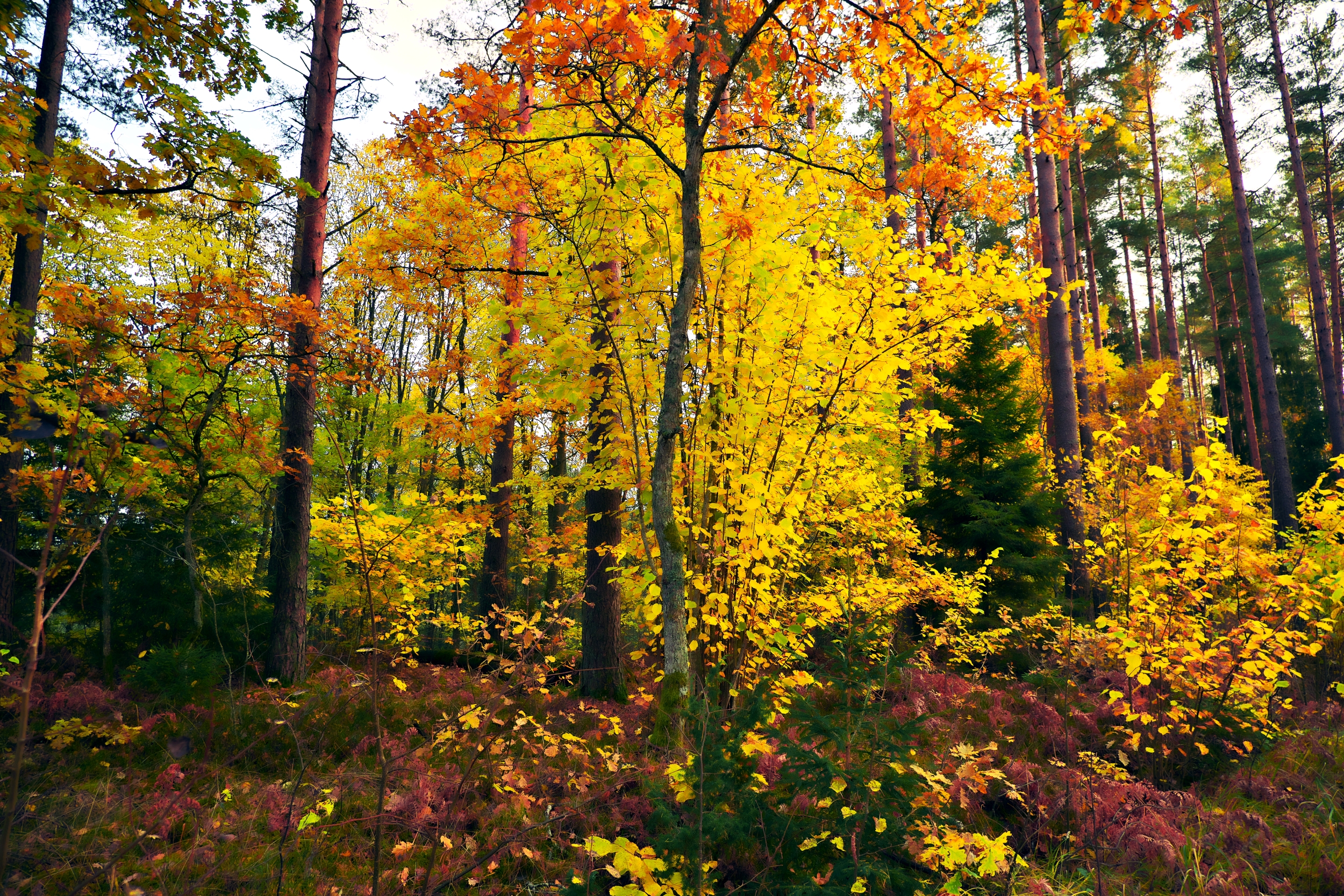 Walk in the woods