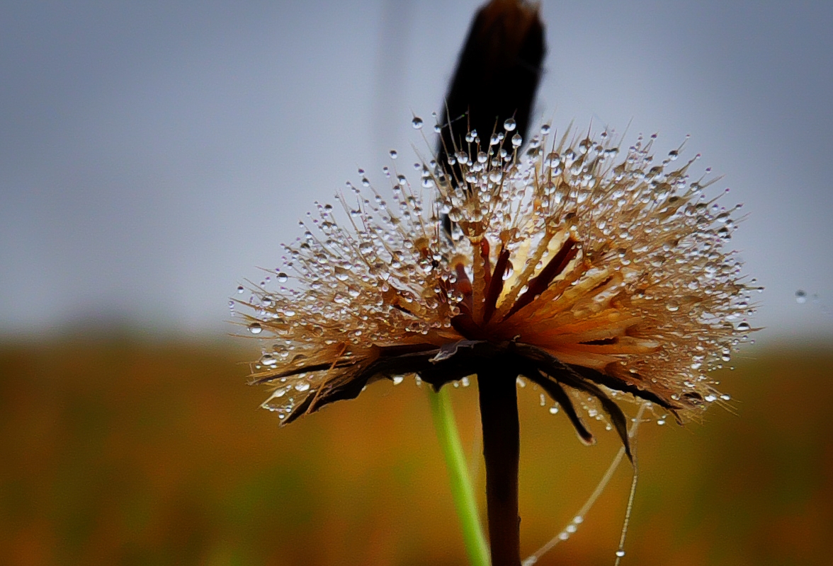 In the autumn meadow