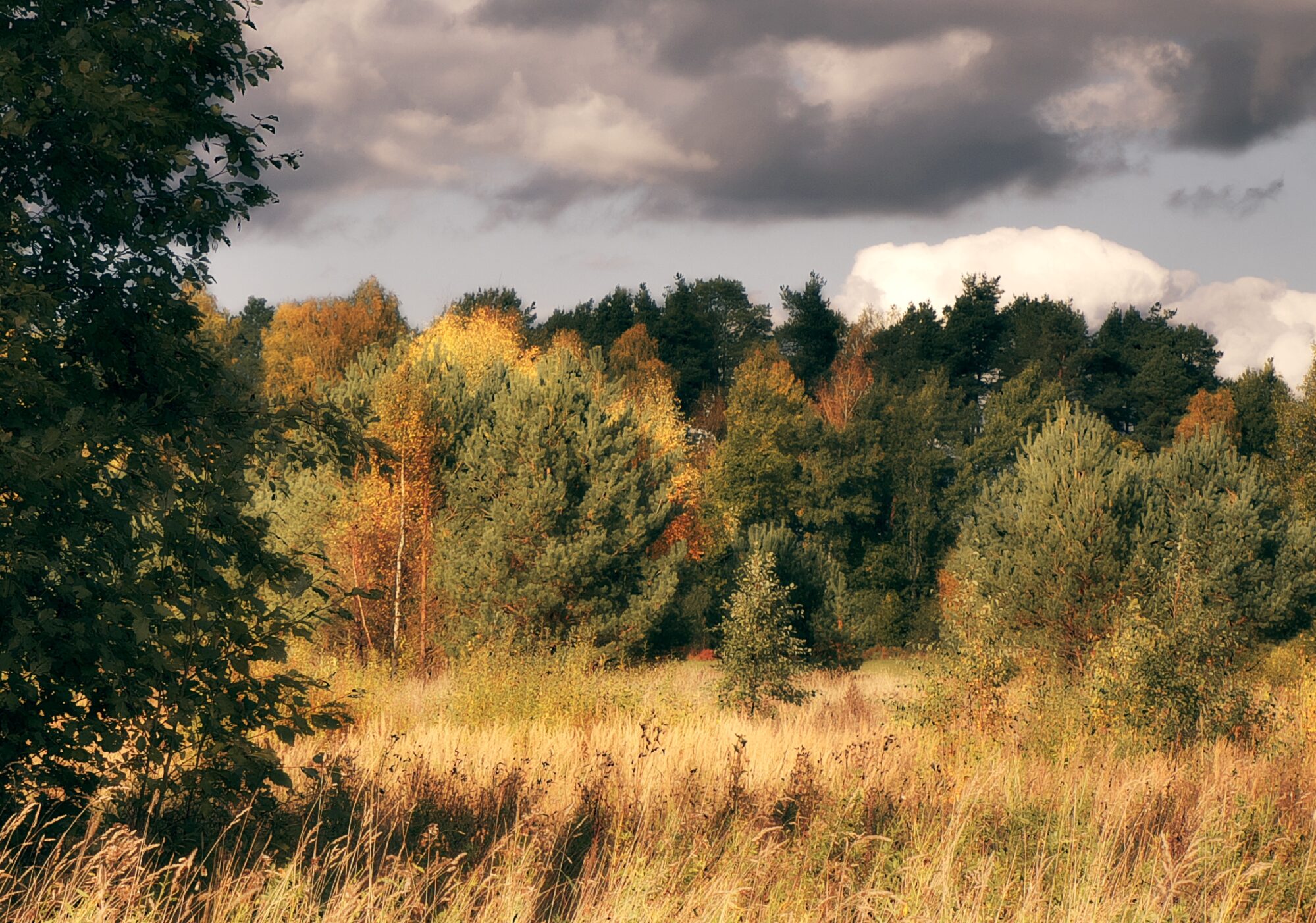 Autumn landscape