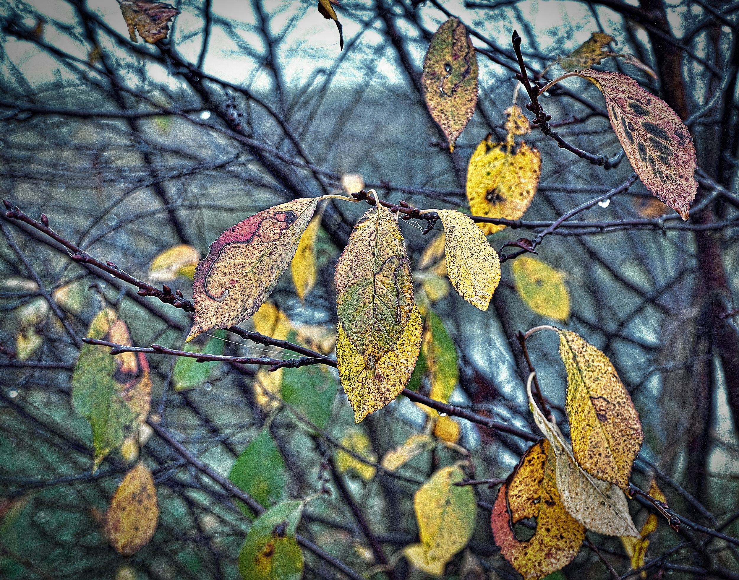 Autumn leafs