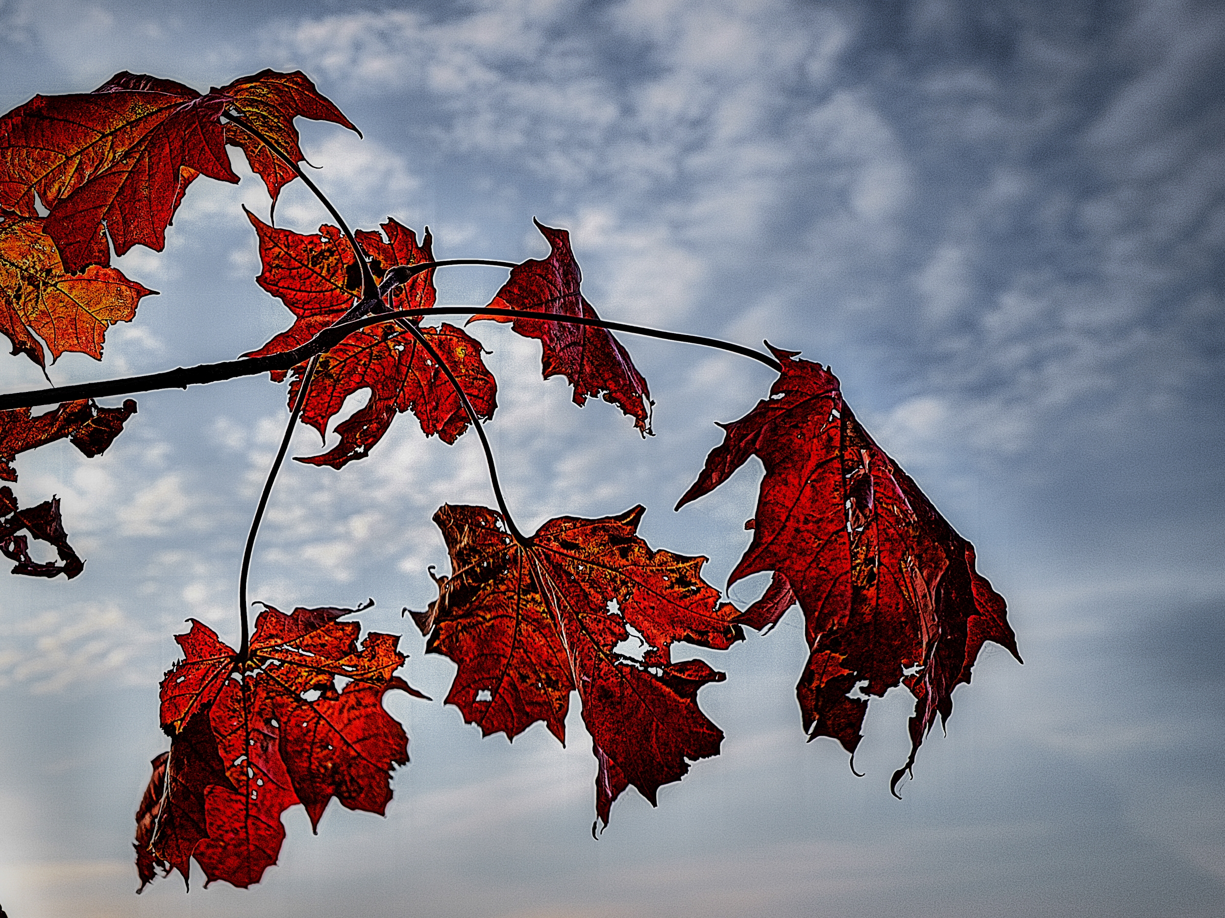 Autumn leafs