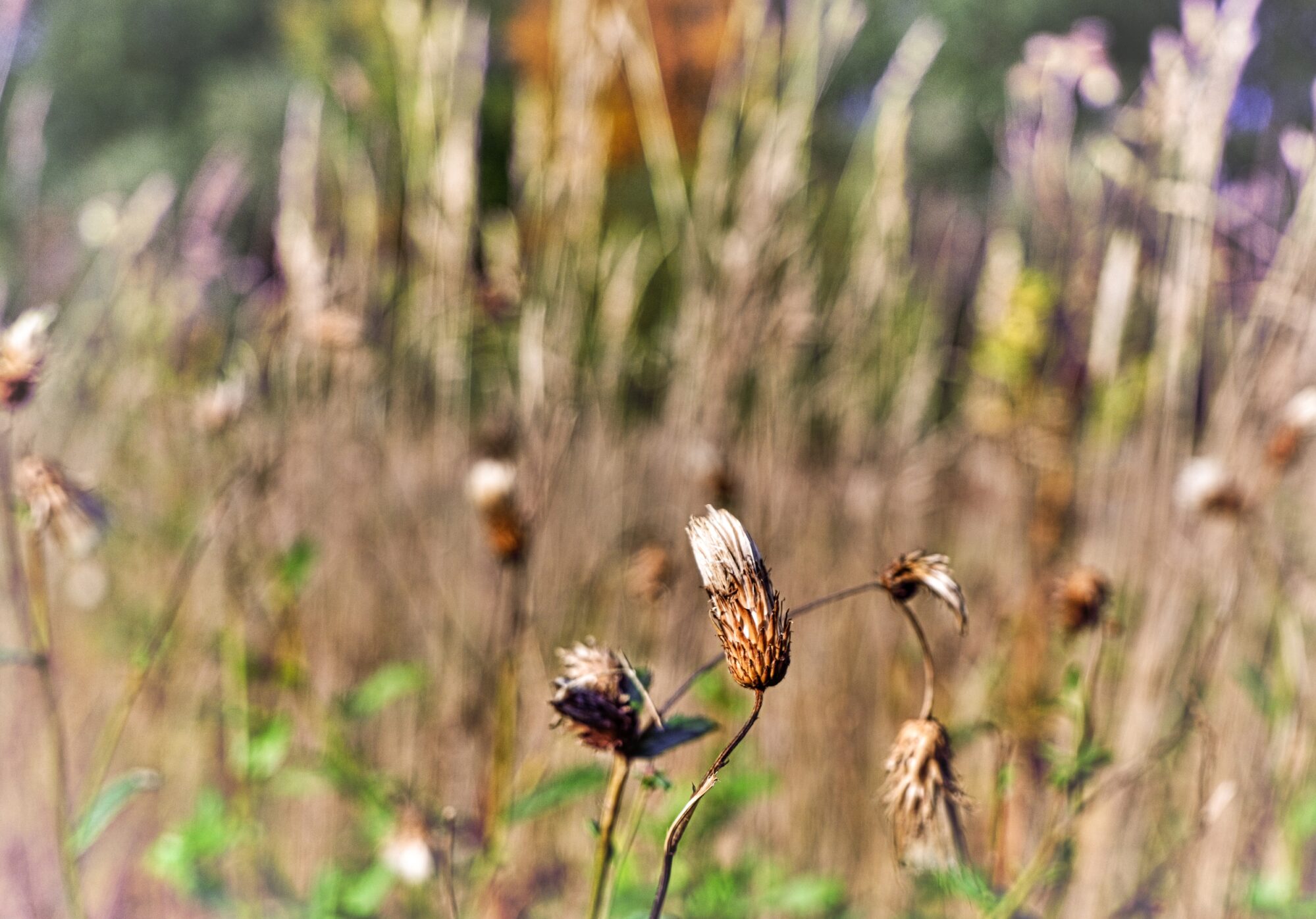 Nature brush