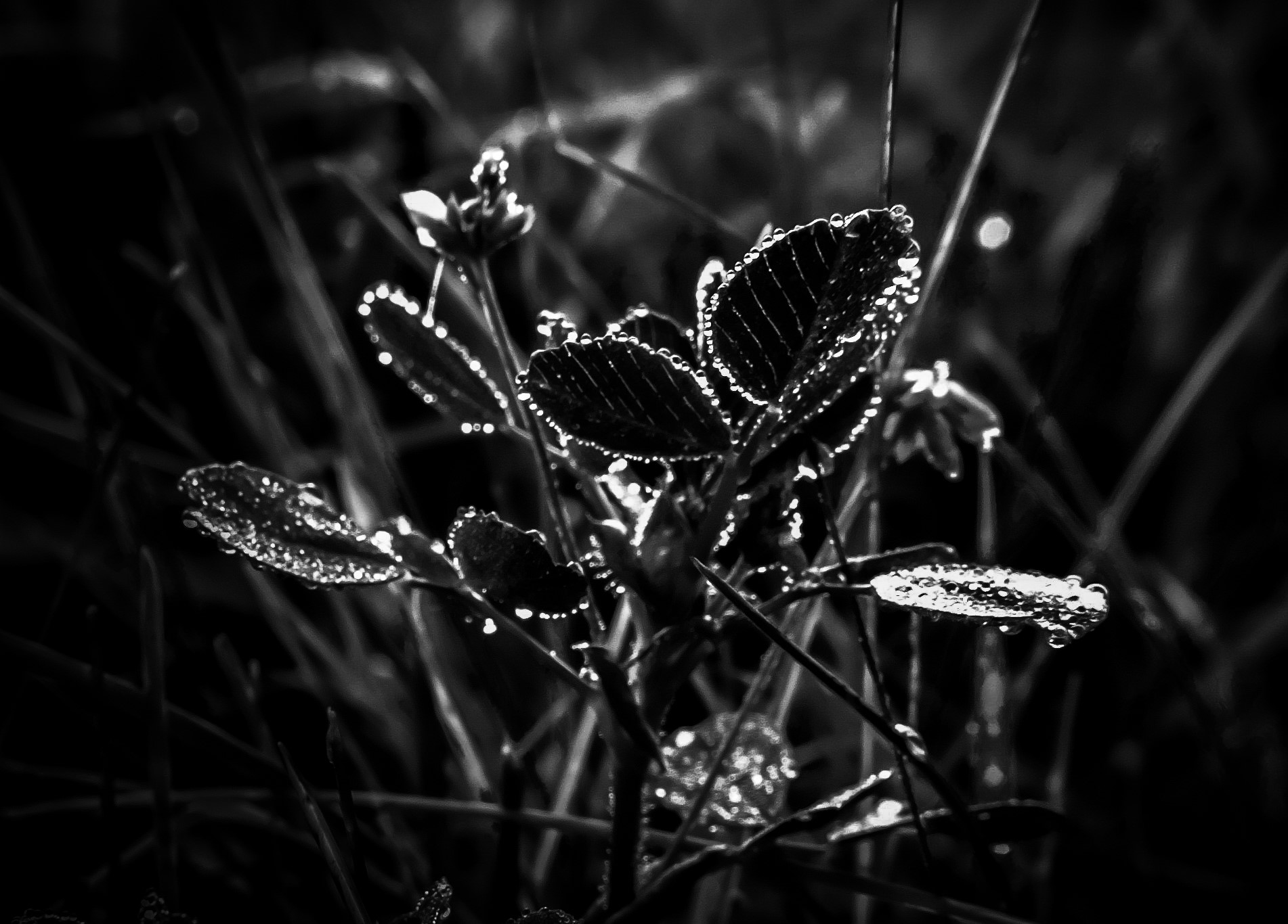 Nature in black and white