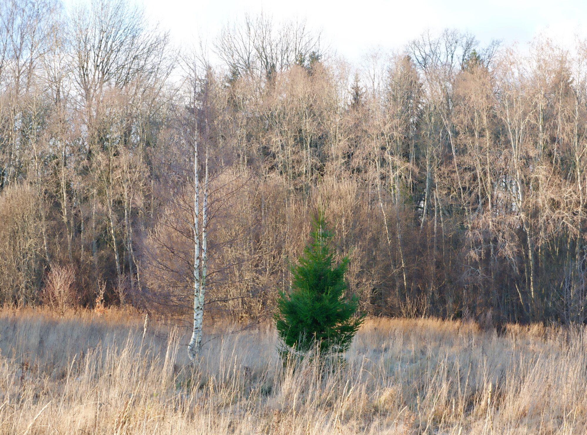 Christmas in the Forest