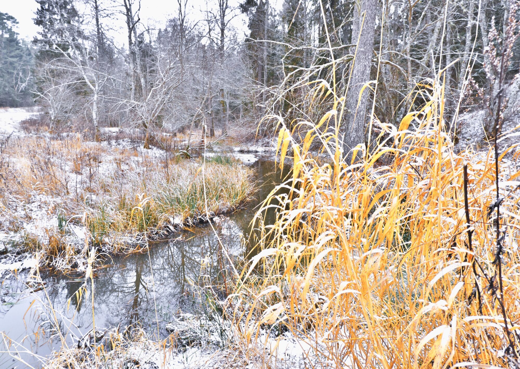 Forest in December