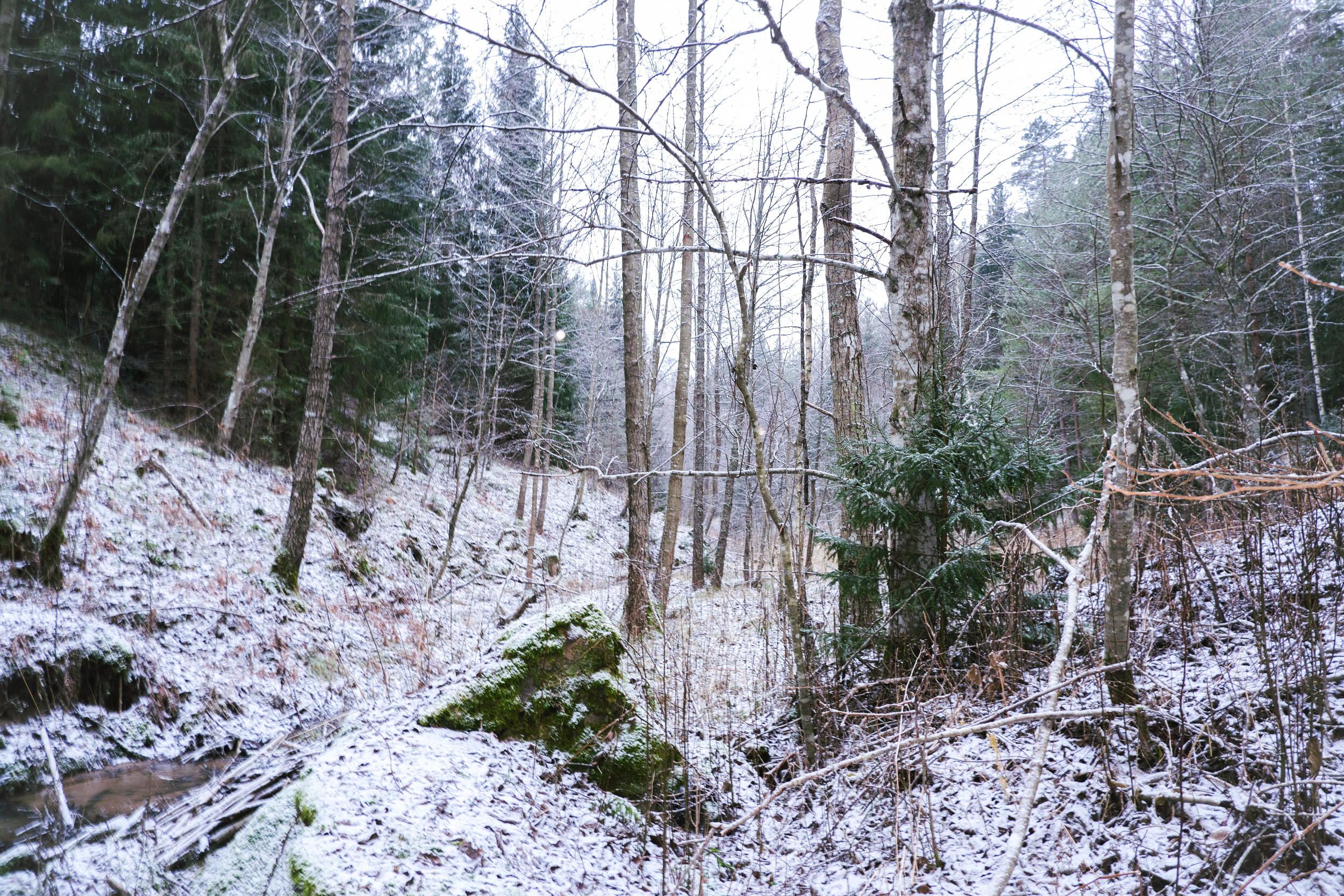 Forest in December