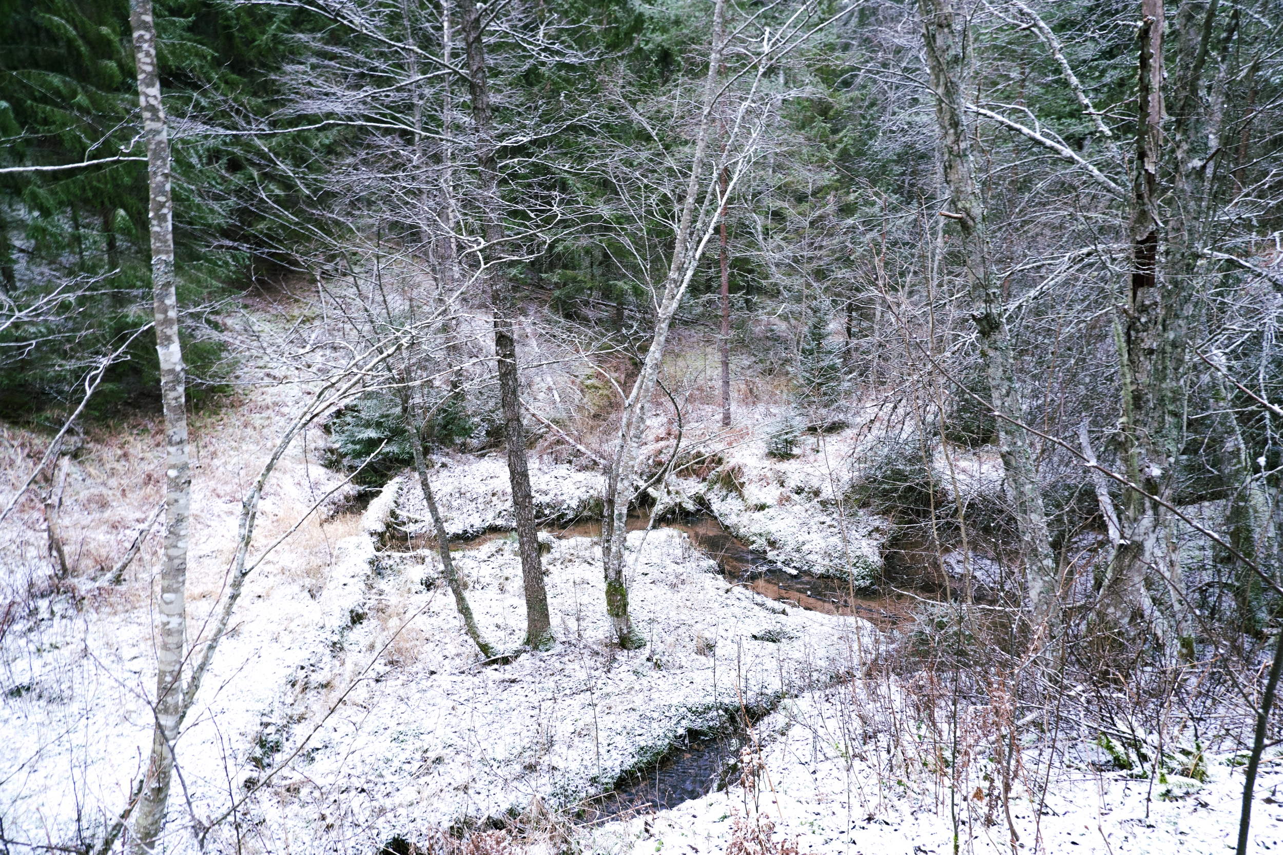 Forest in December