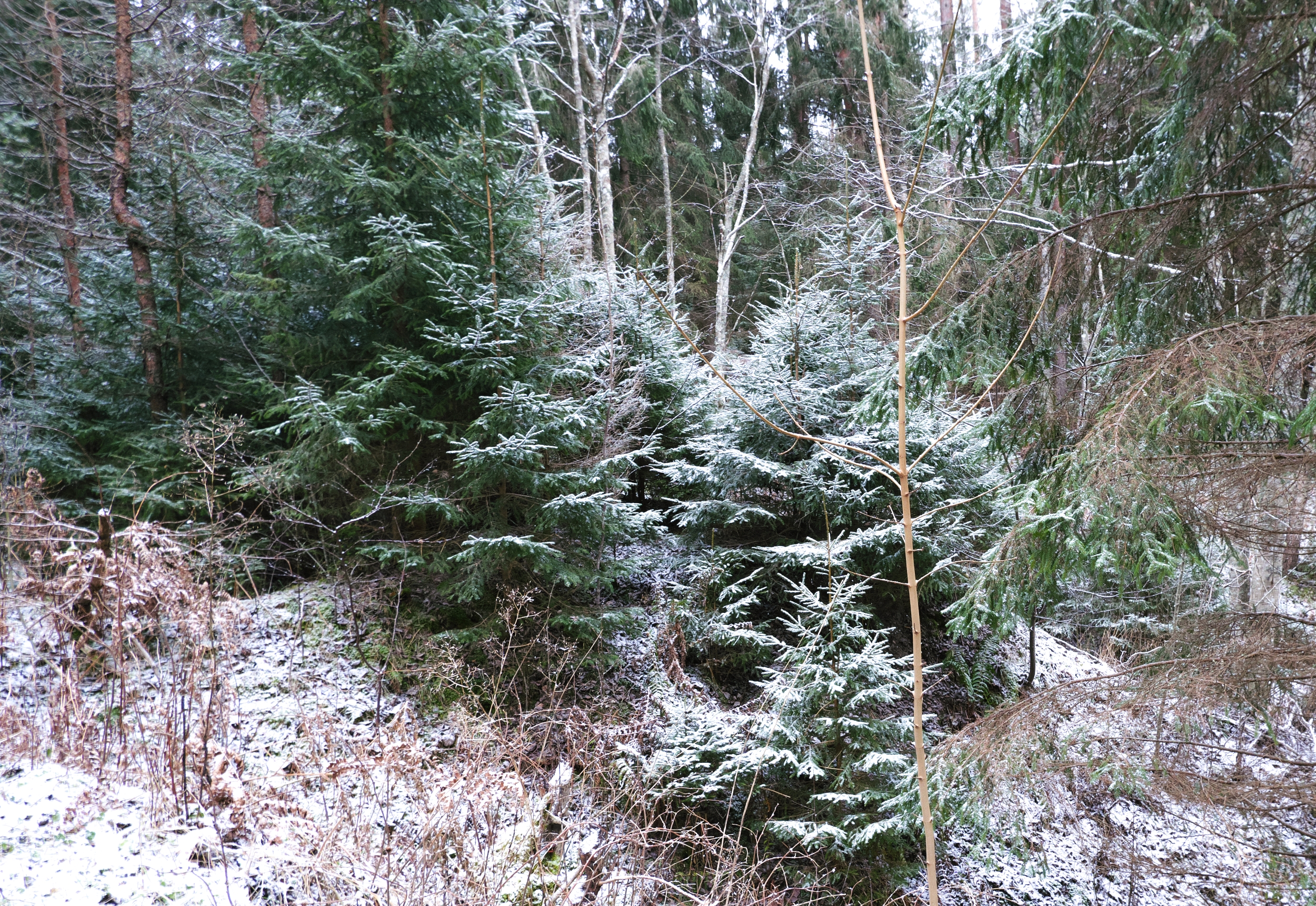 Forest in December