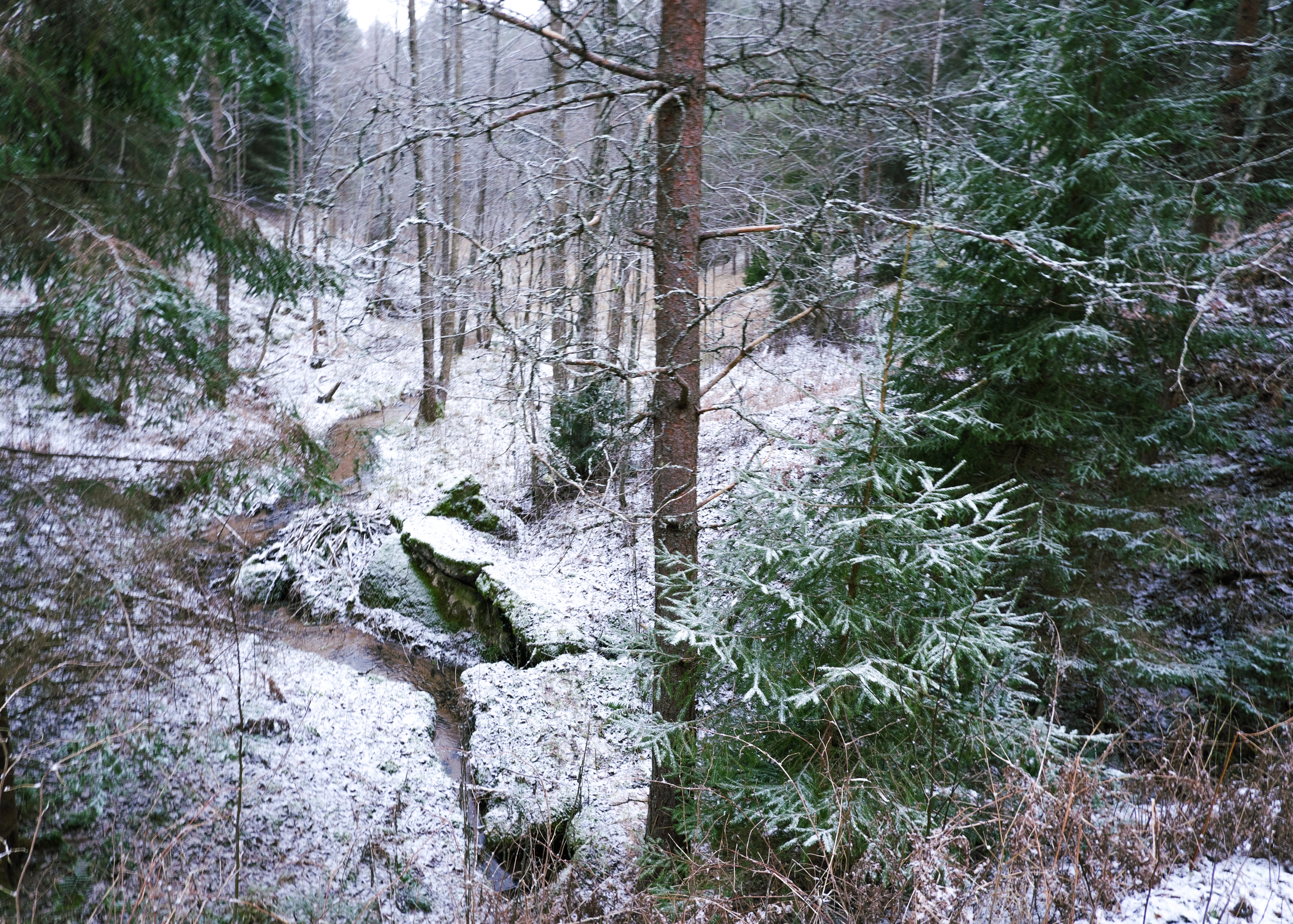 Forest in December