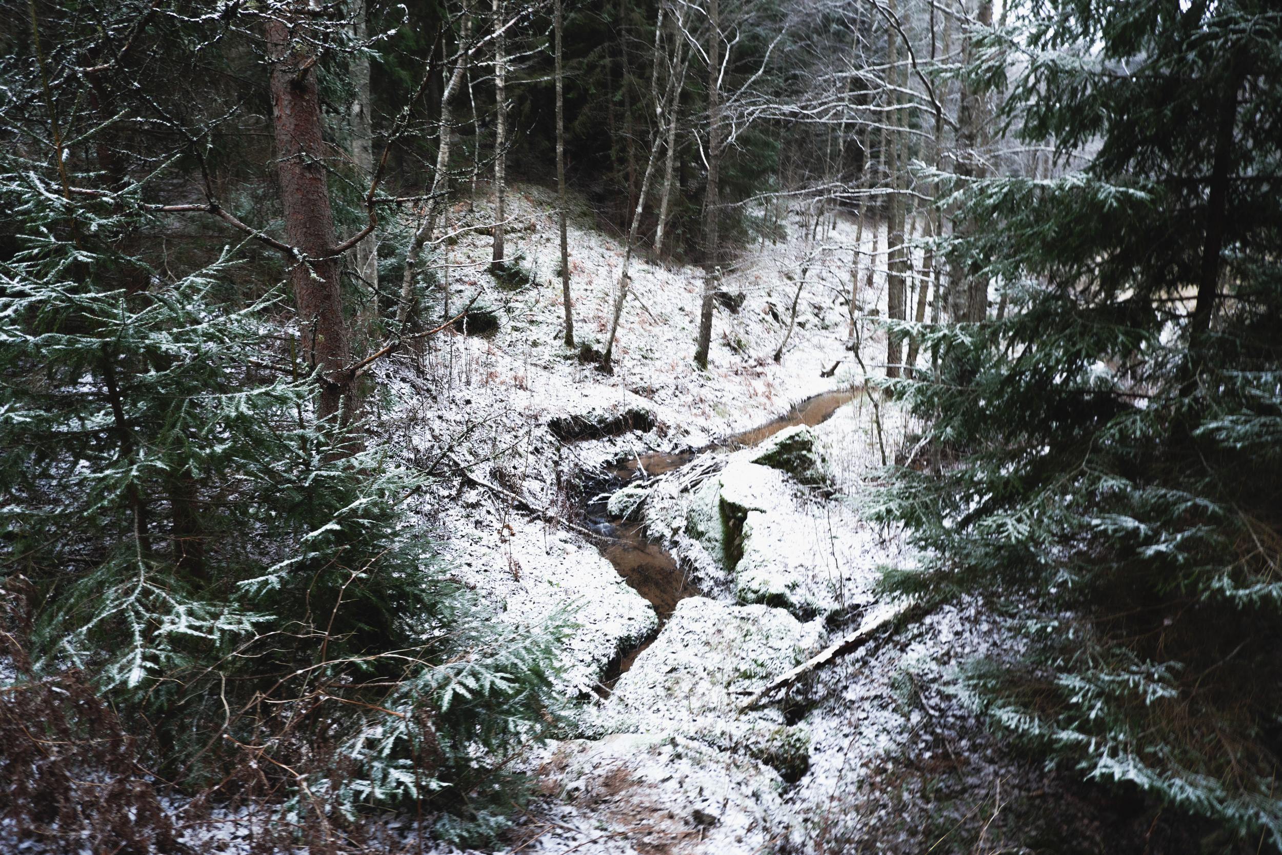 Forest in December