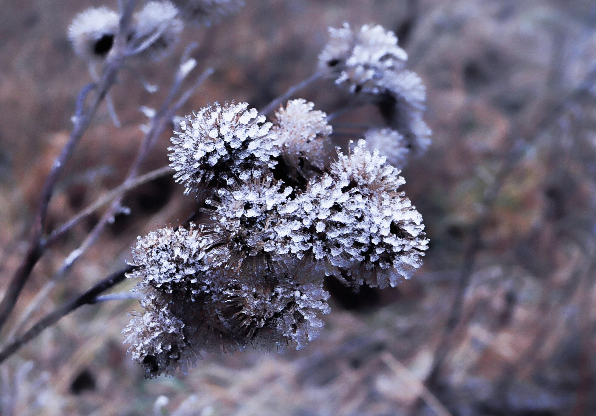 January`s flowers