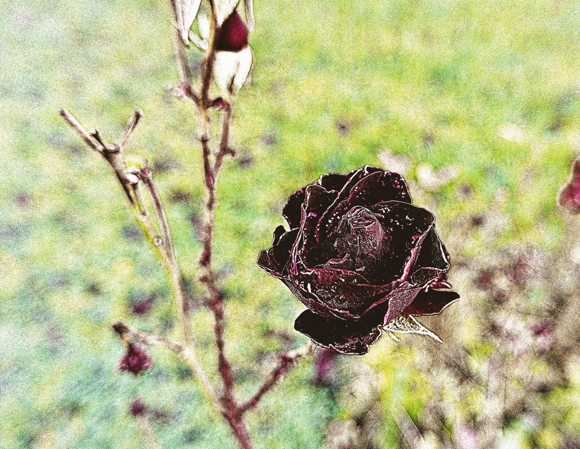 The black rose