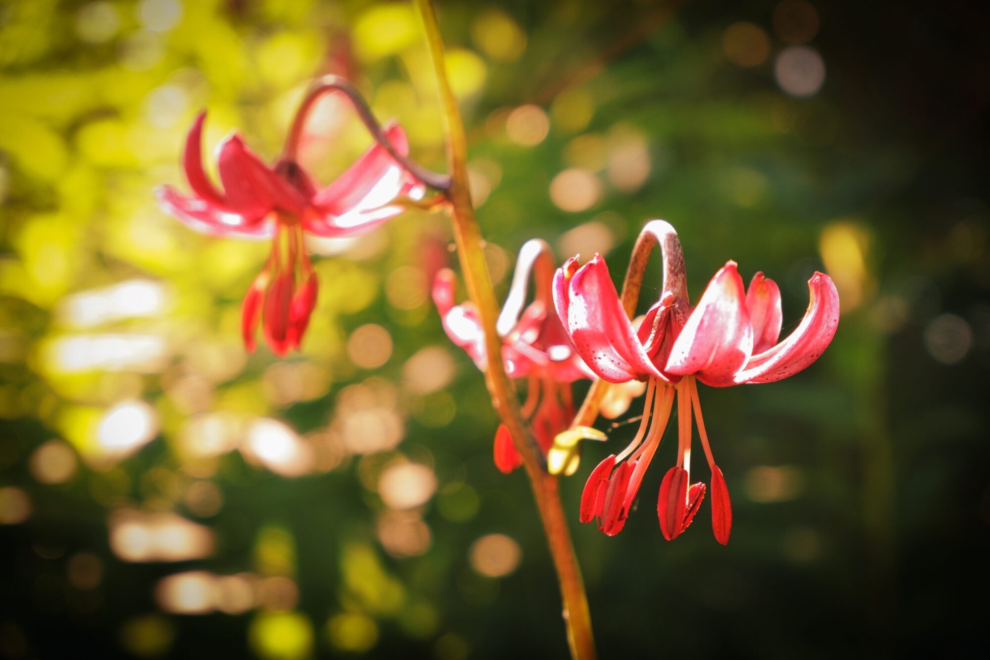 Flowers in nature