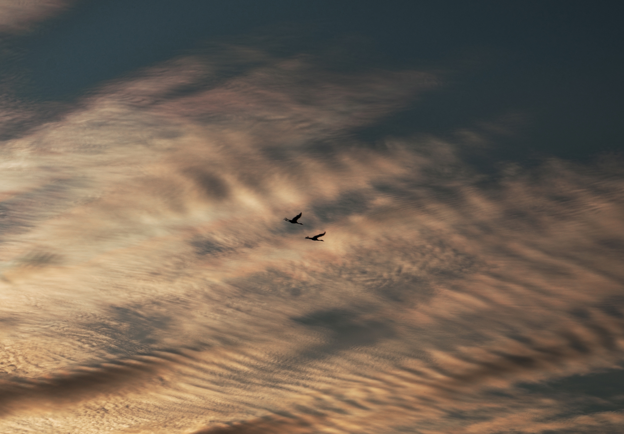 Flight in sunset