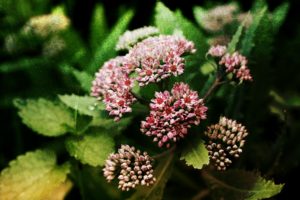 Flowers in nature-From grandmother's flower garden