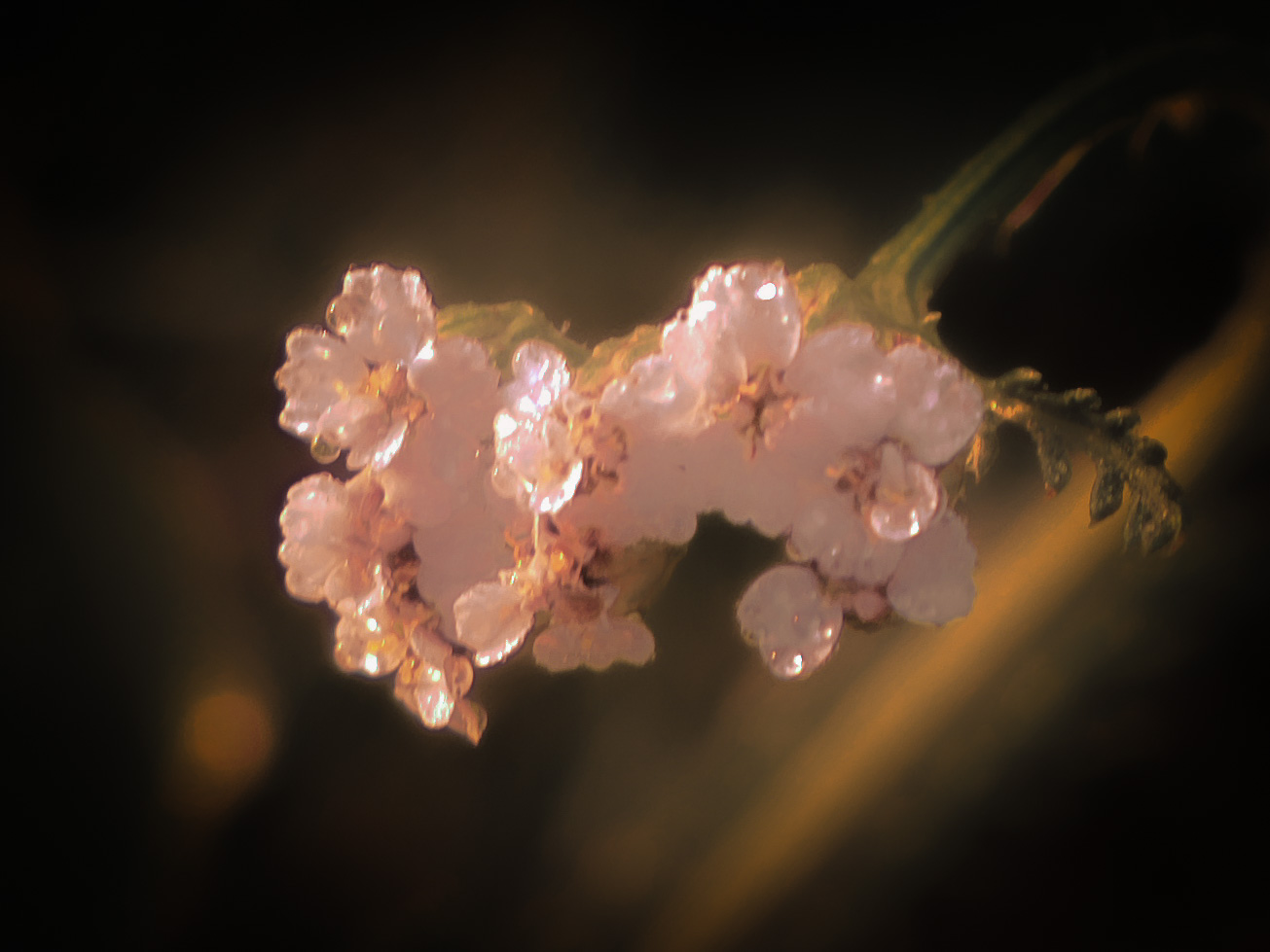 Flowers in nature - Achillea millefolium