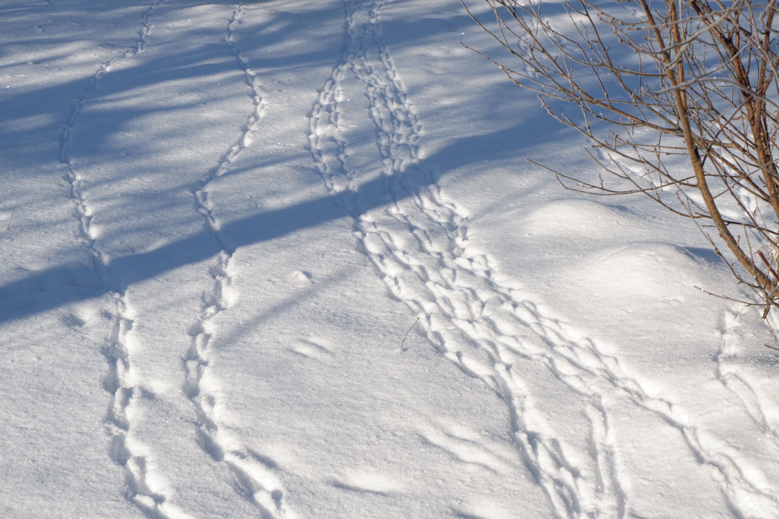 Grey Partridges in the snow