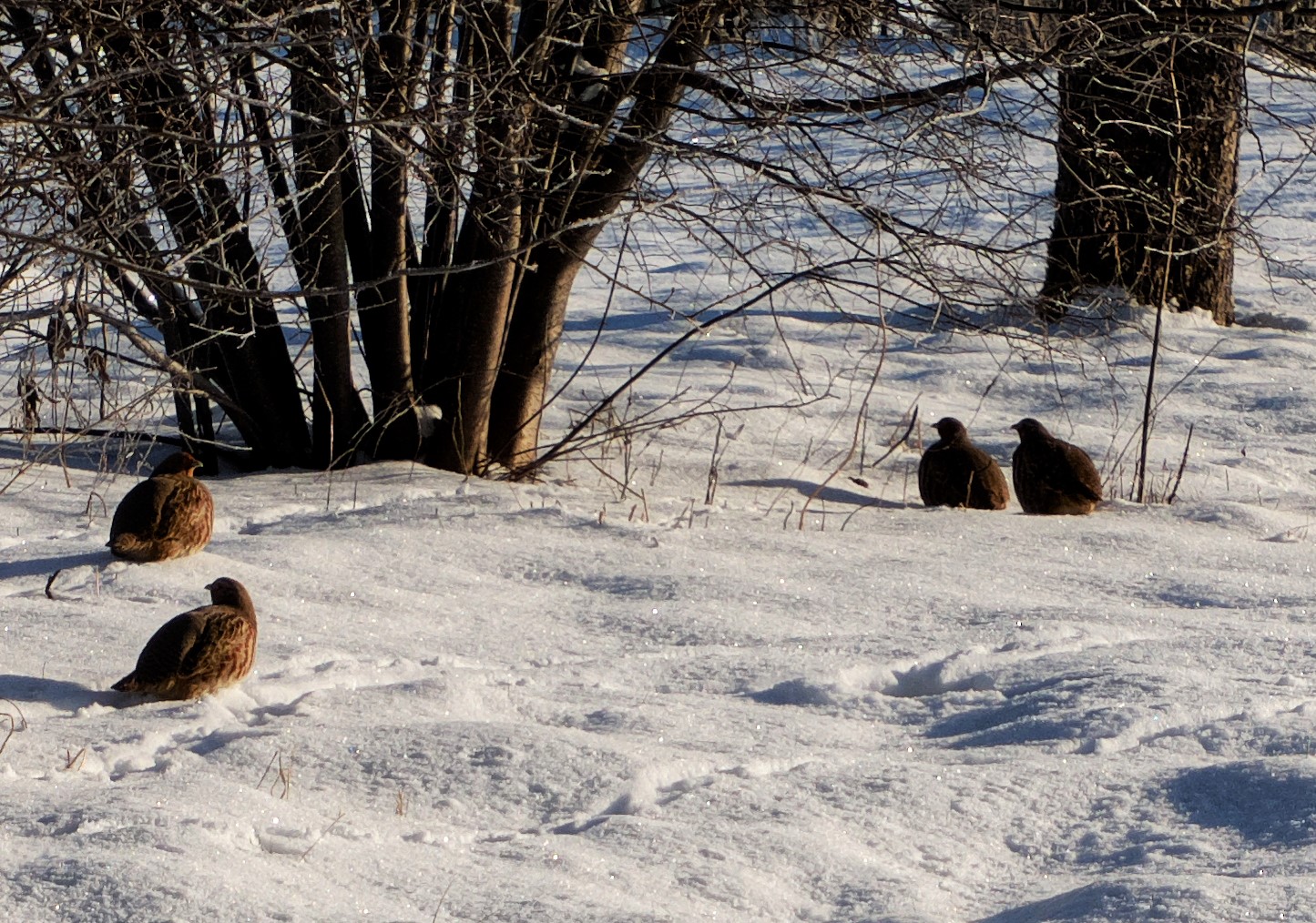 Grey Partridges in the snow