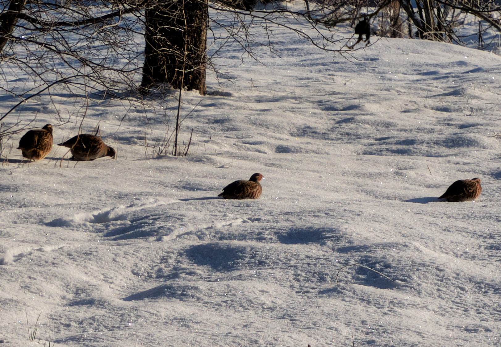 Grey Partridges in the snow